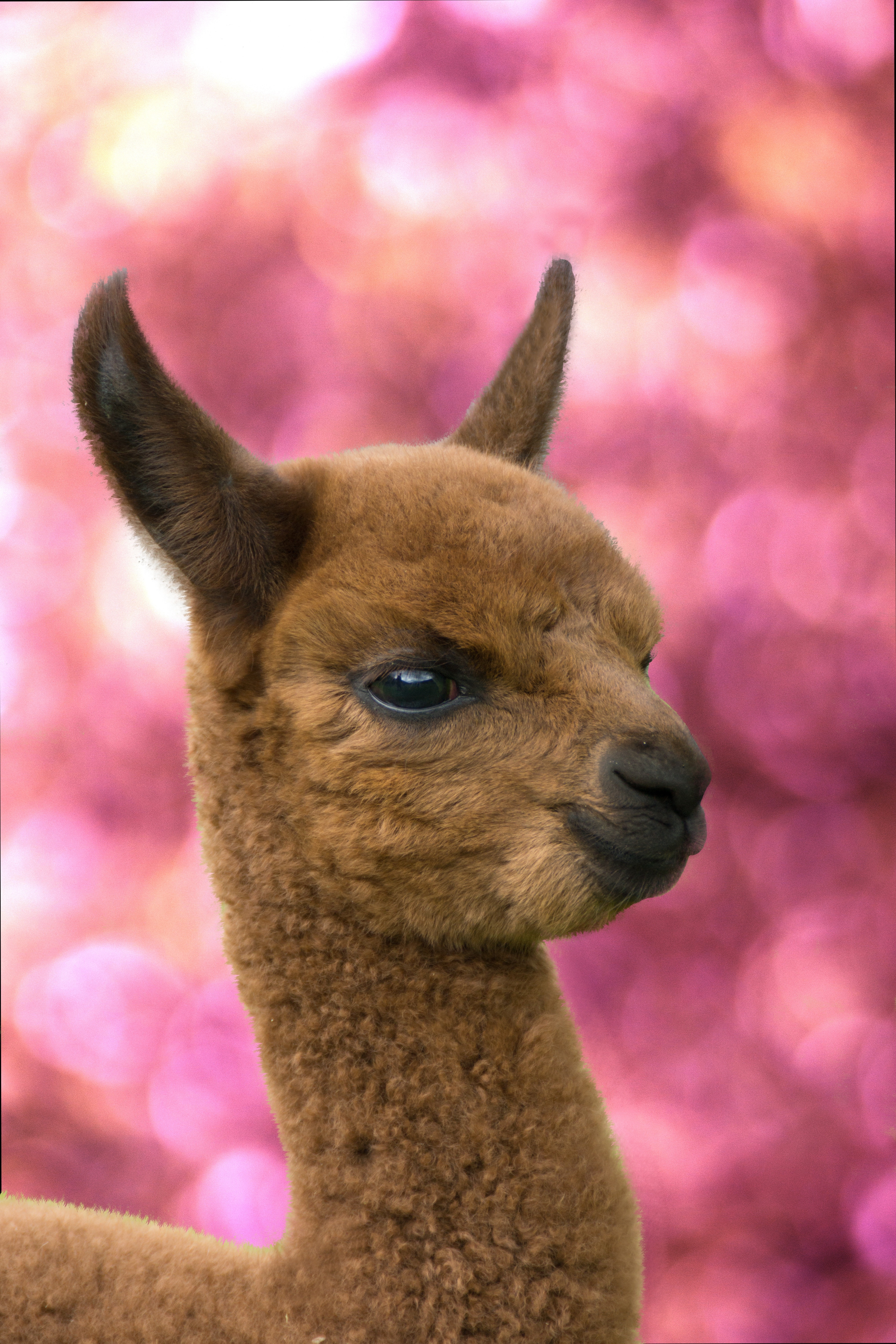 Alpaca Wallpapers