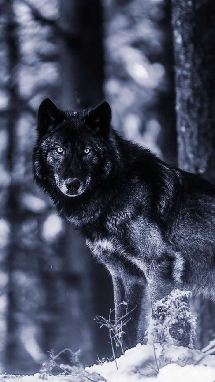 Alpha Wolf Pictures Wallpapers