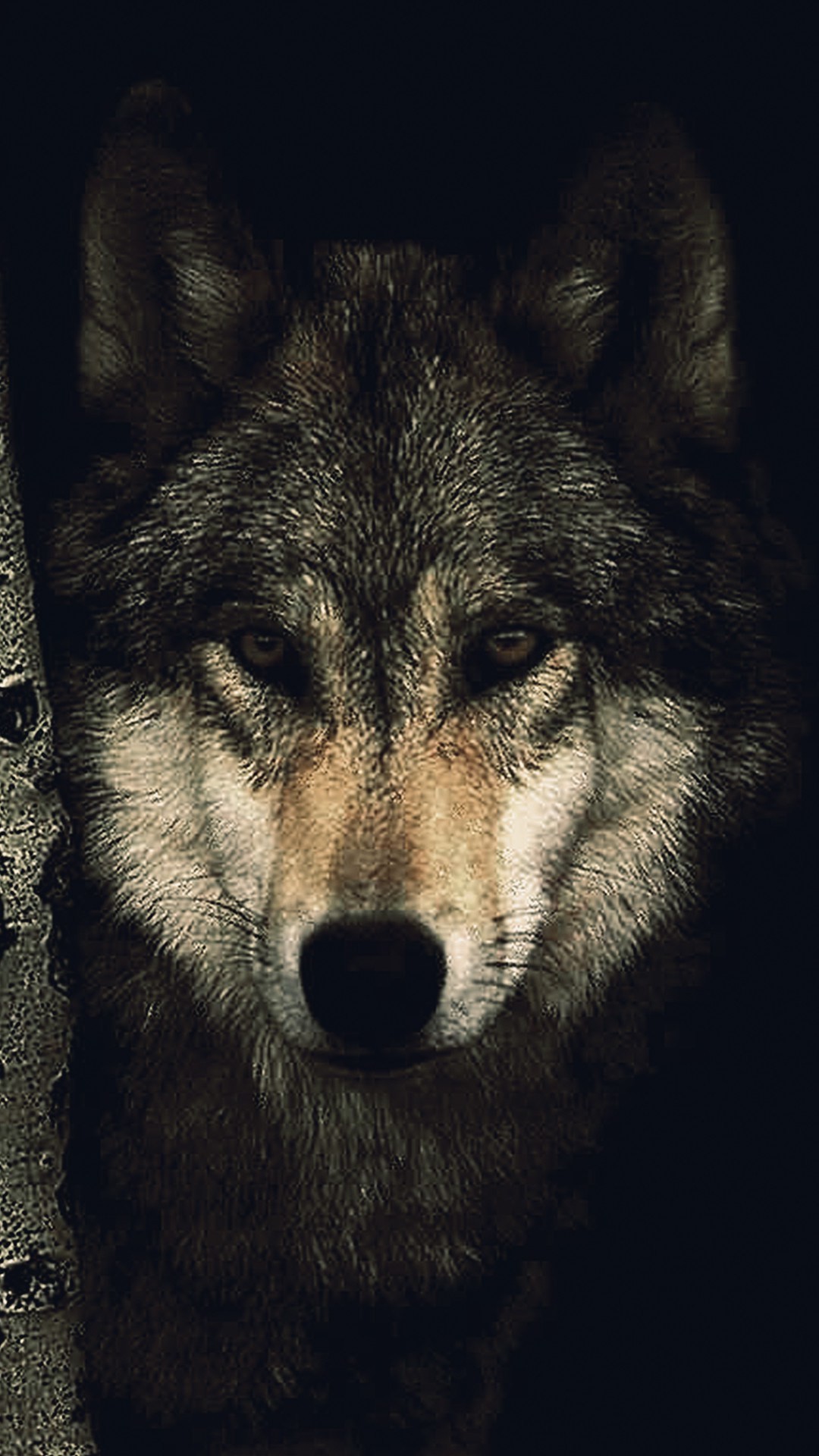 Alpha Wolf Pictures Wallpapers