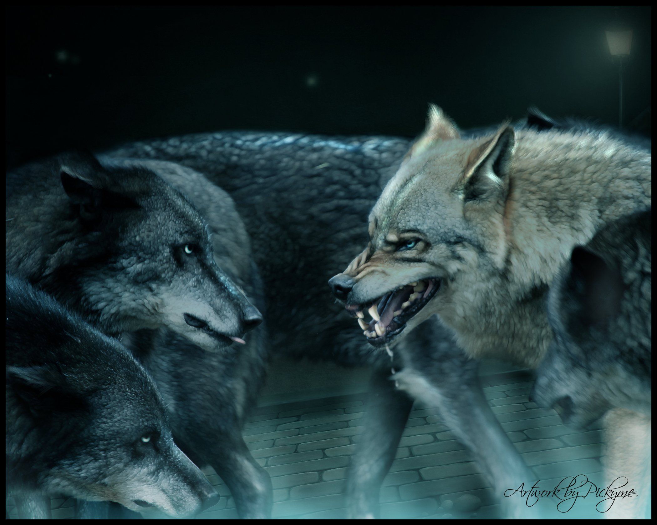 Alpha Wolf Pictures Wallpapers