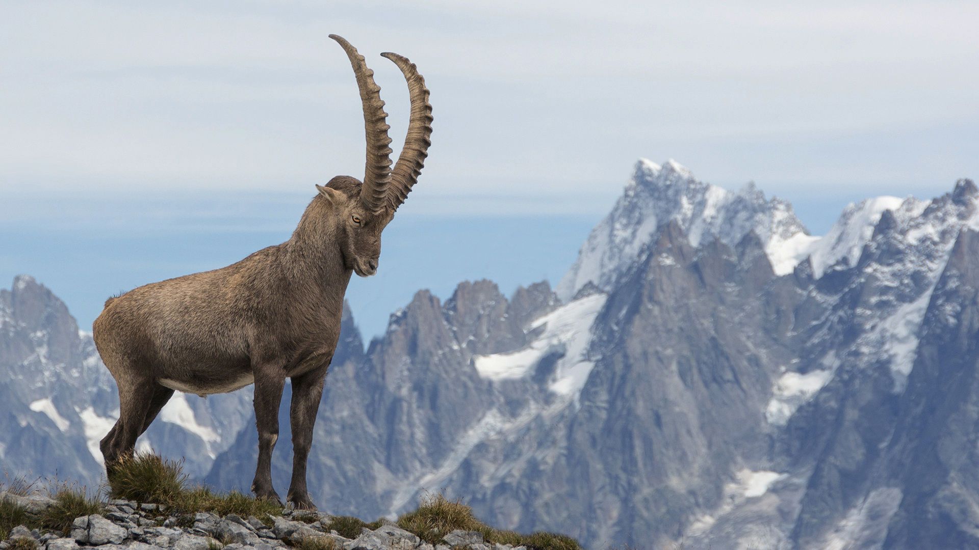 Alpine Ibex Wallpapers