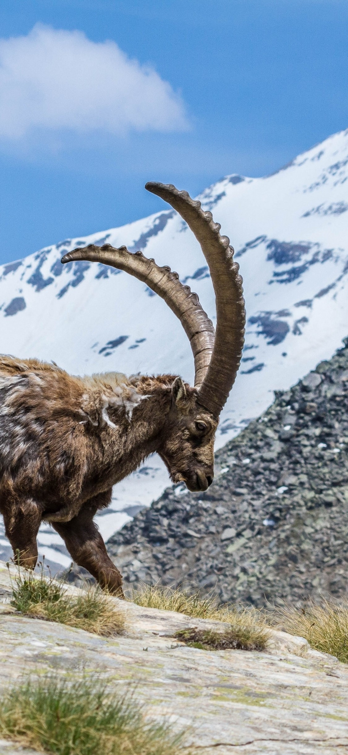 Alpine Ibex Wallpapers