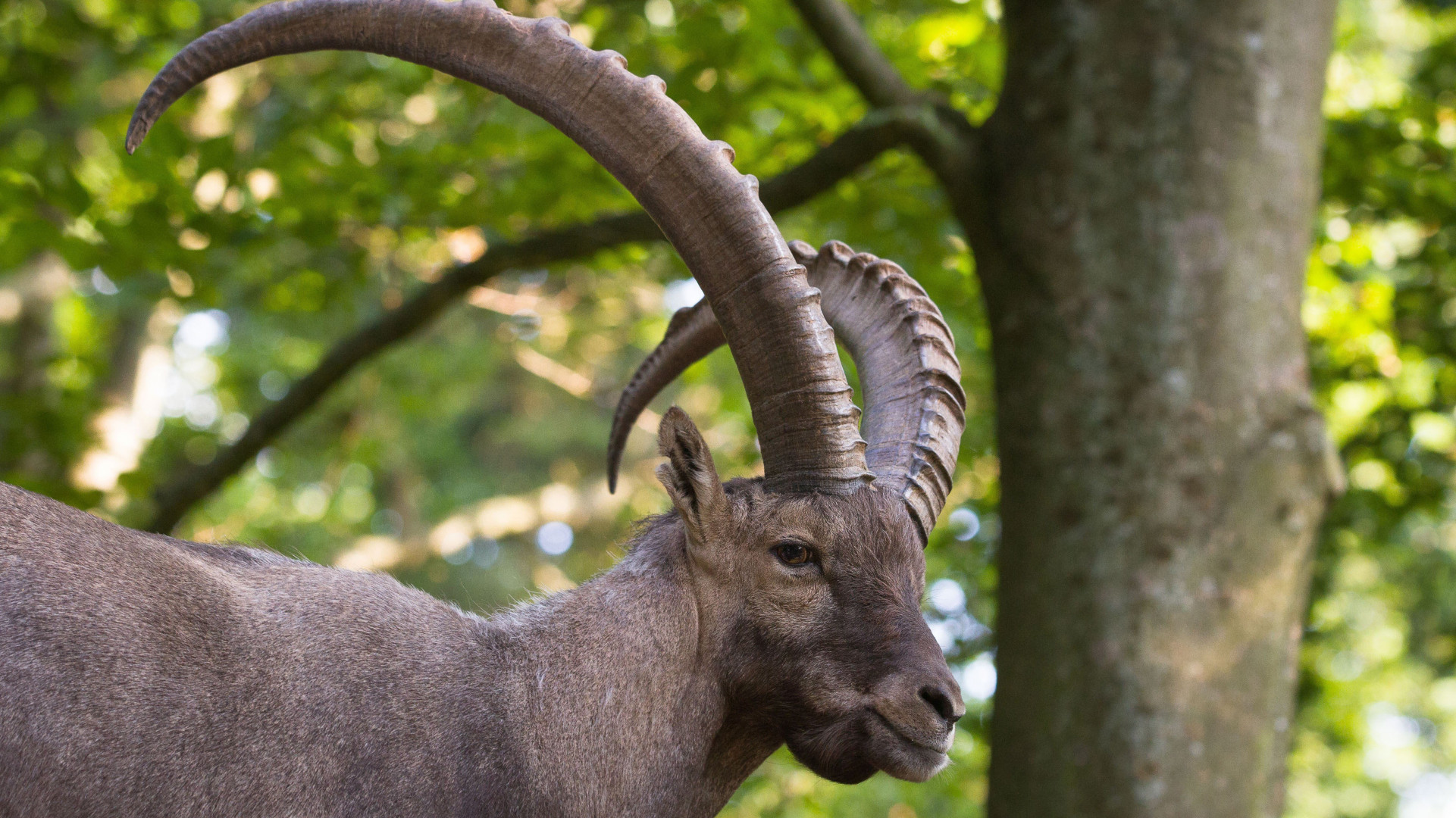 Alpine Ibex Wallpapers