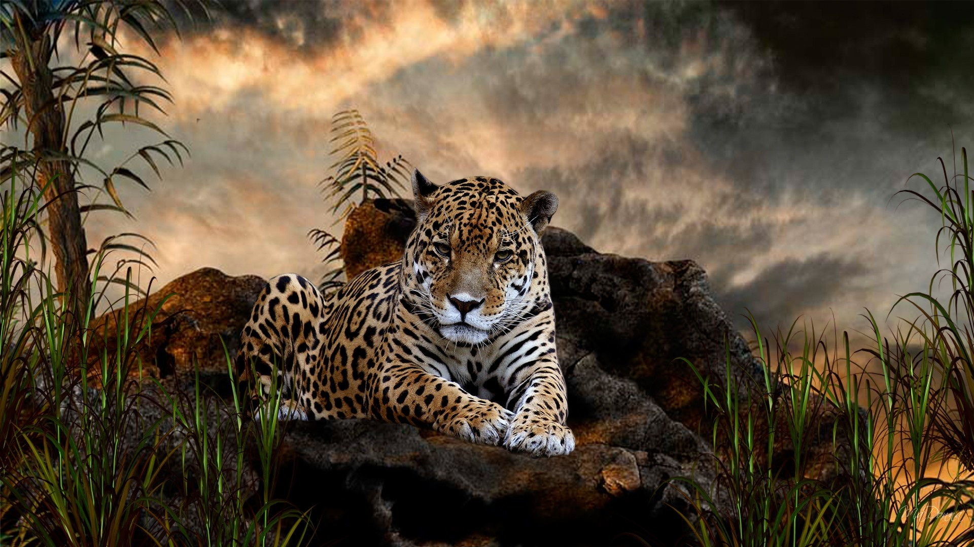 Amazing Animal Backgrounds