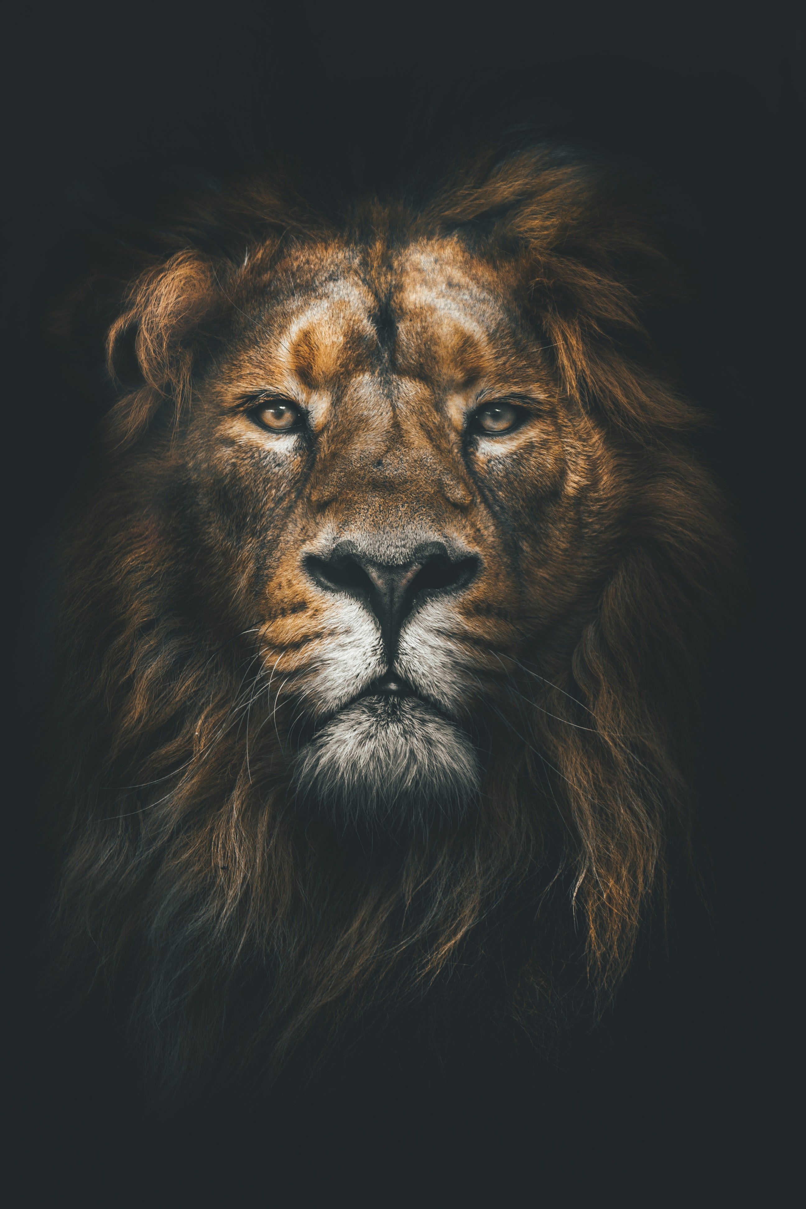 Amazing Lion Wallpapers