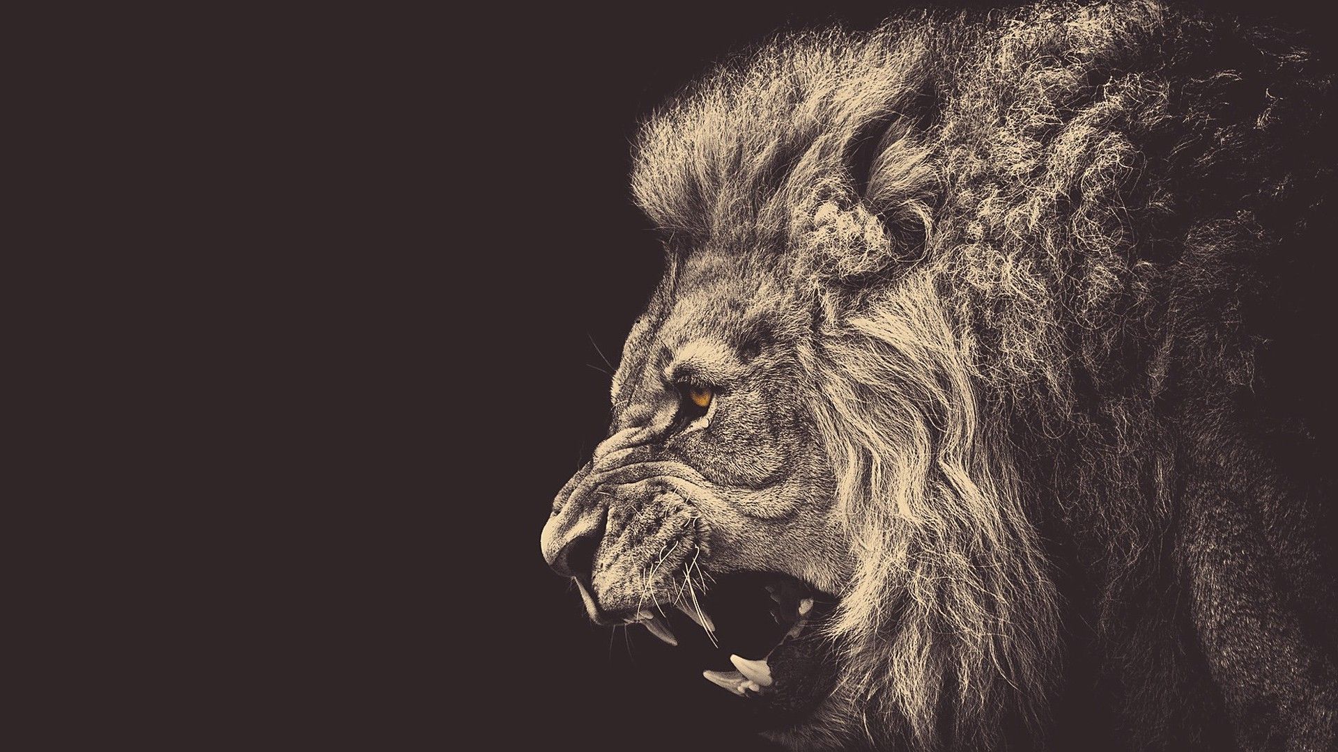 Amazing Lion Wallpapers