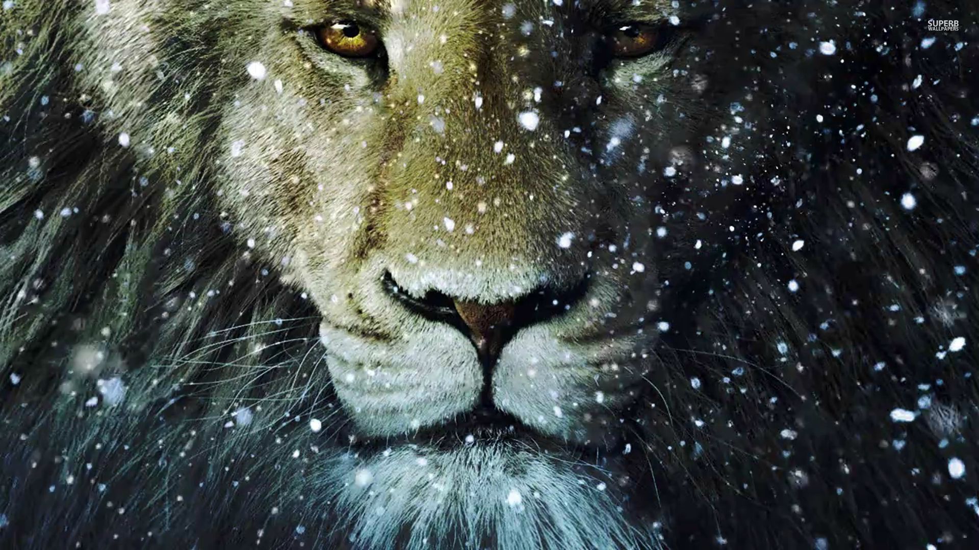 Amazing Lion Wallpapers