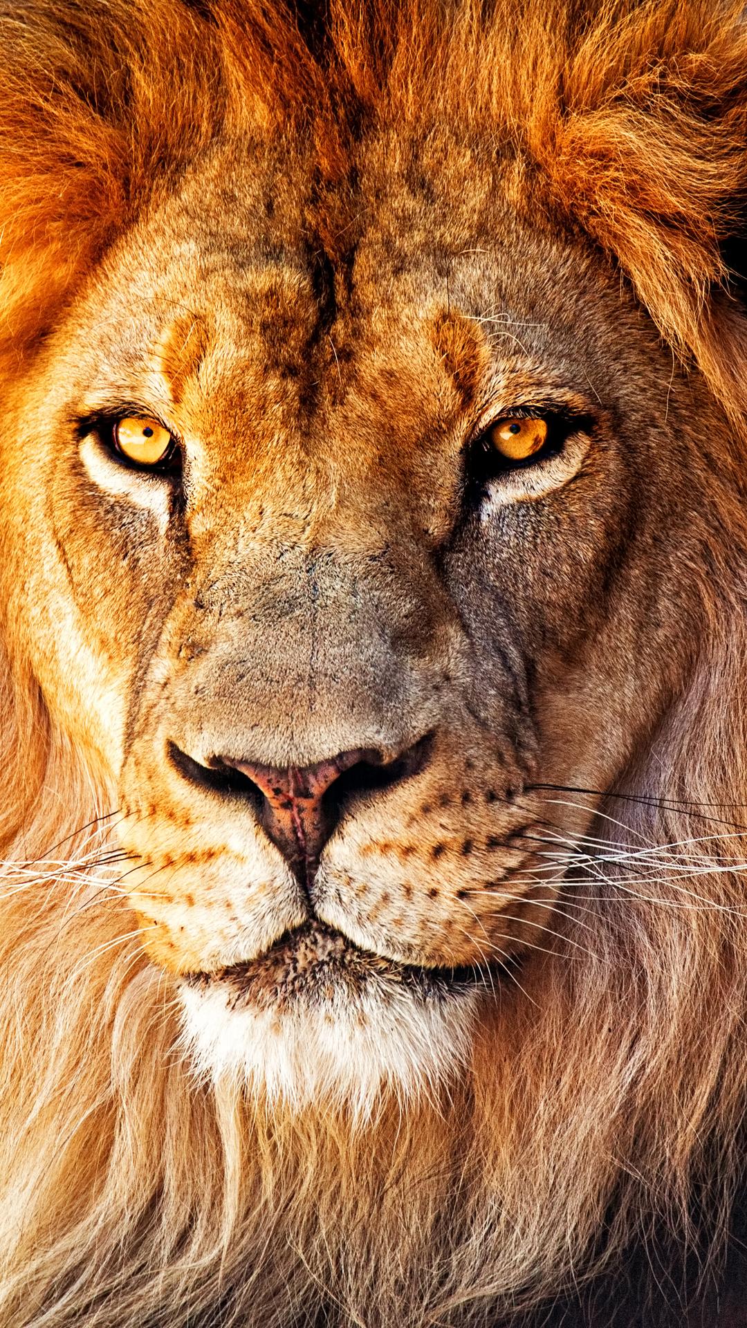 Amazing Lion Wallpapers