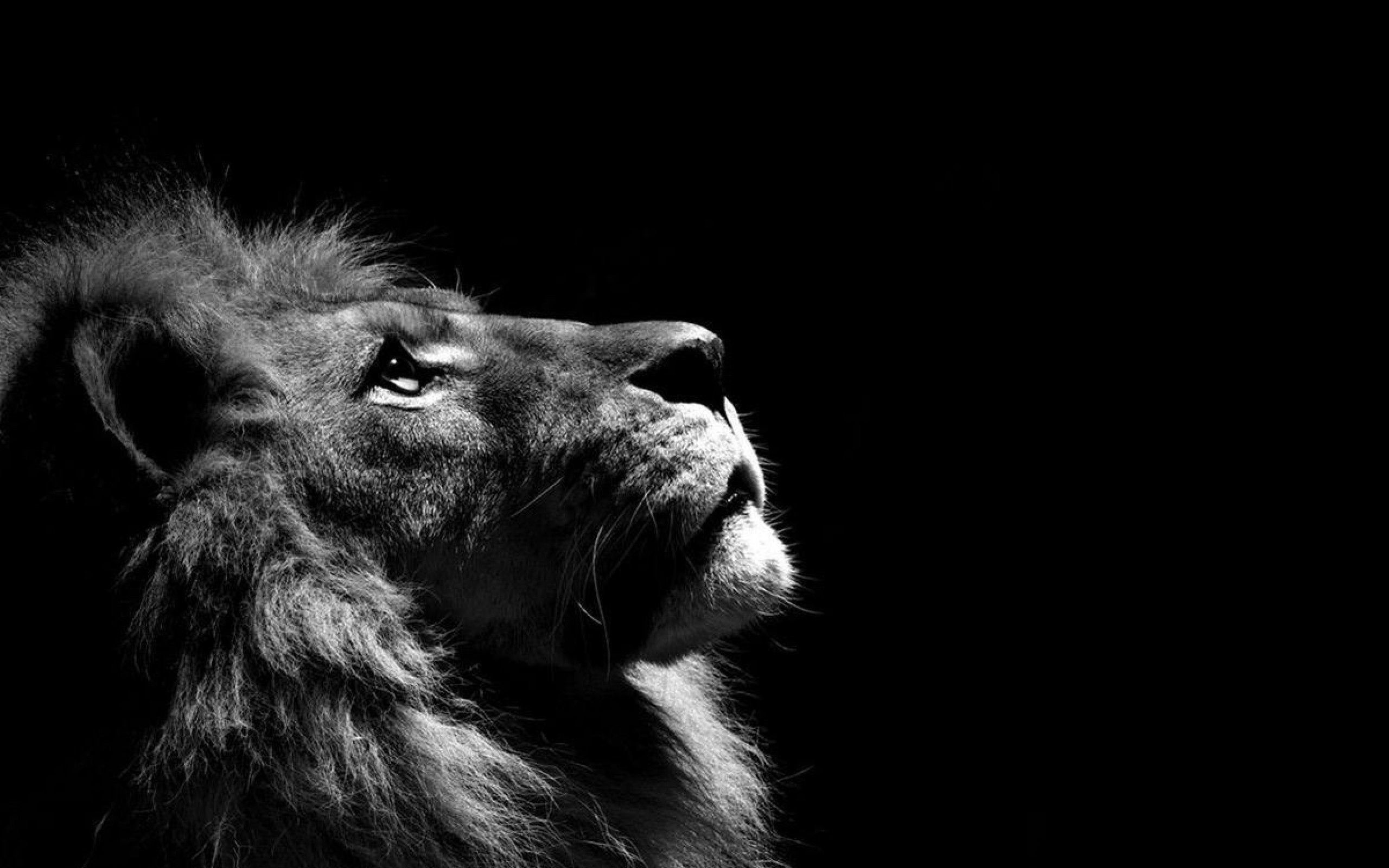 Amazing Lion Wallpapers