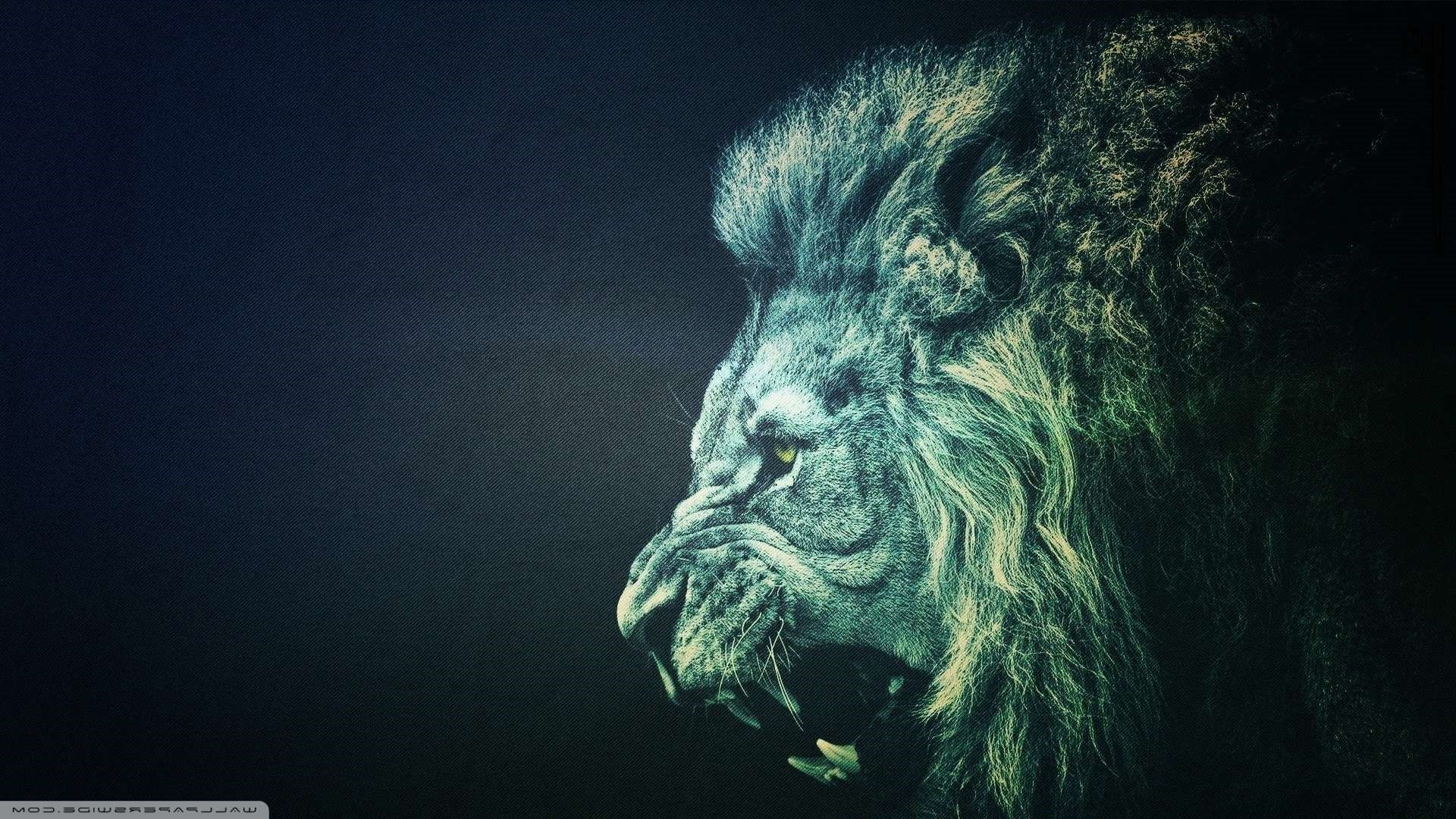 Amazing Lion Wallpapers