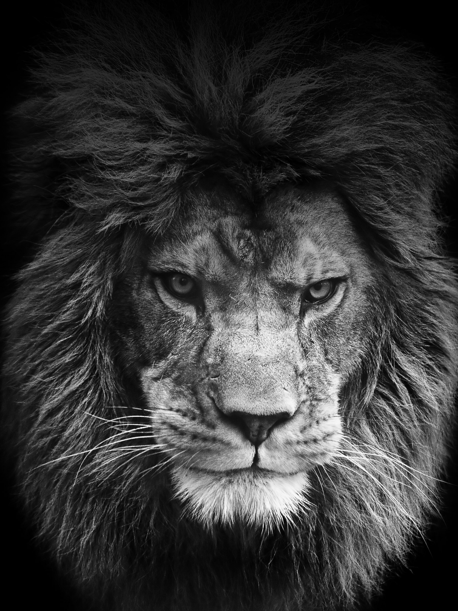 Amazing Lion Wallpapers