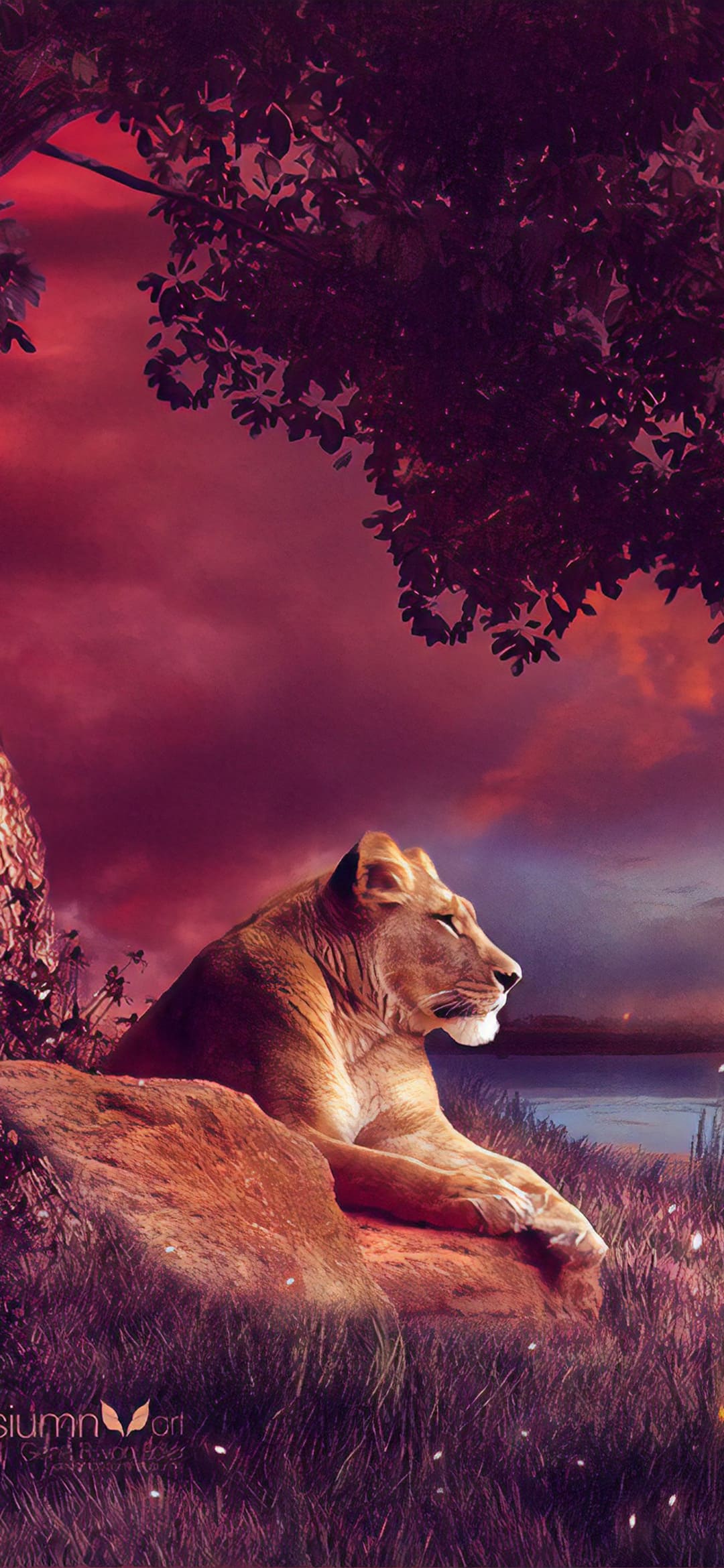 Amazing Lion Wallpapers