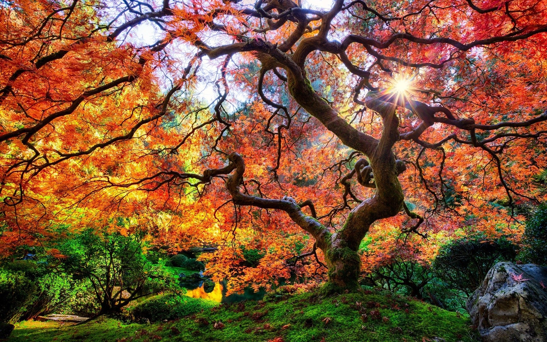 Amazing Tree Photography Wallpapers