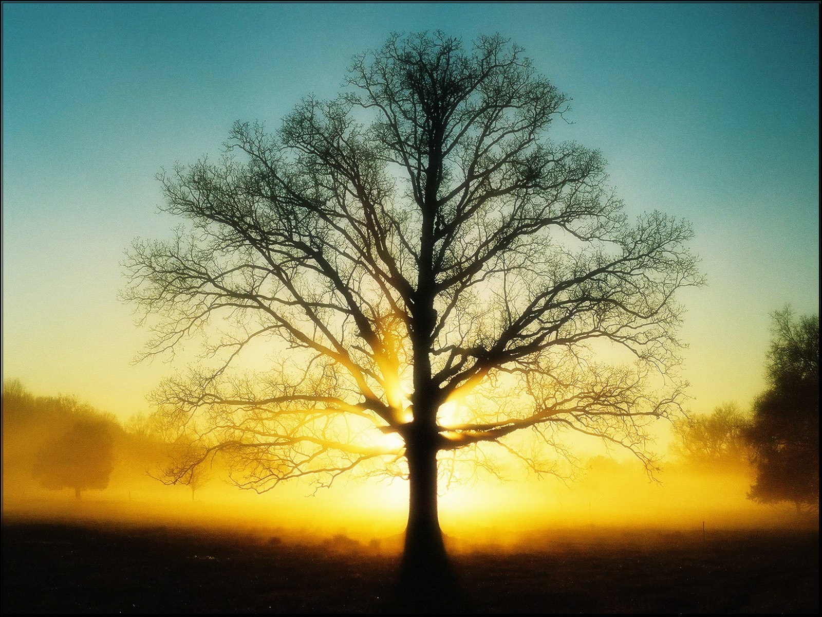 Amazing Tree Photography Wallpapers