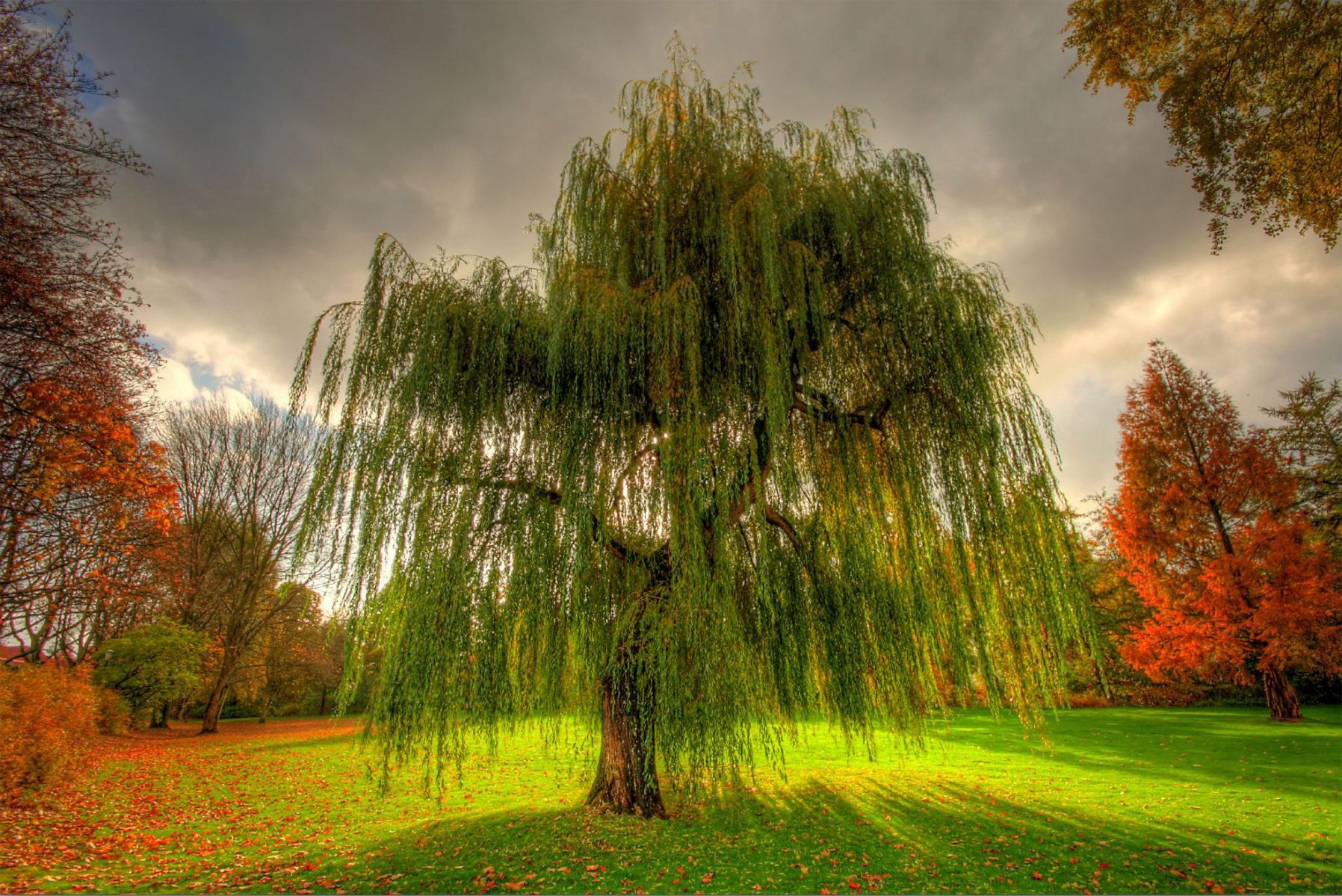 Amazing Tree Photography Wallpapers