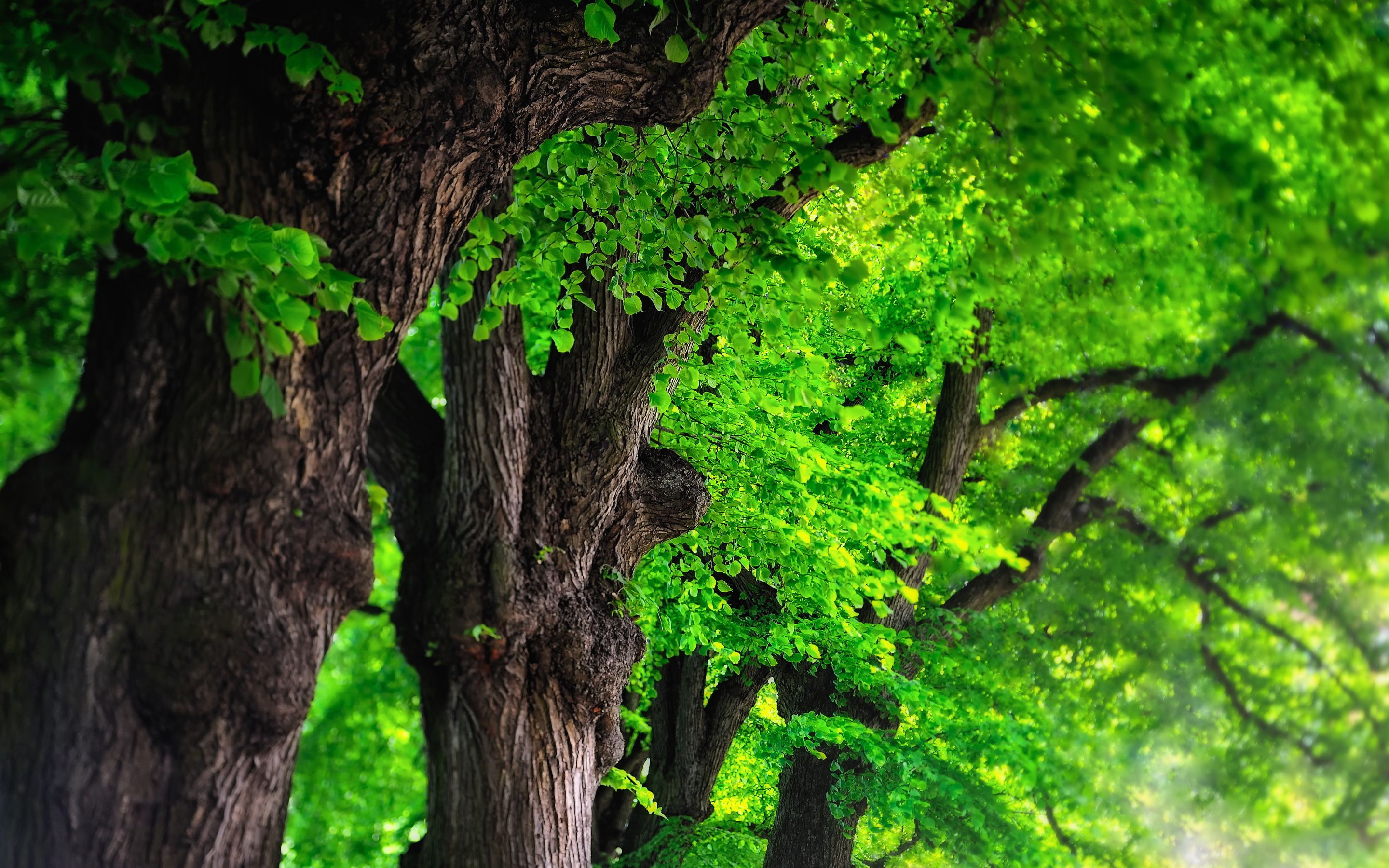 Amazing Tree Photography Wallpapers