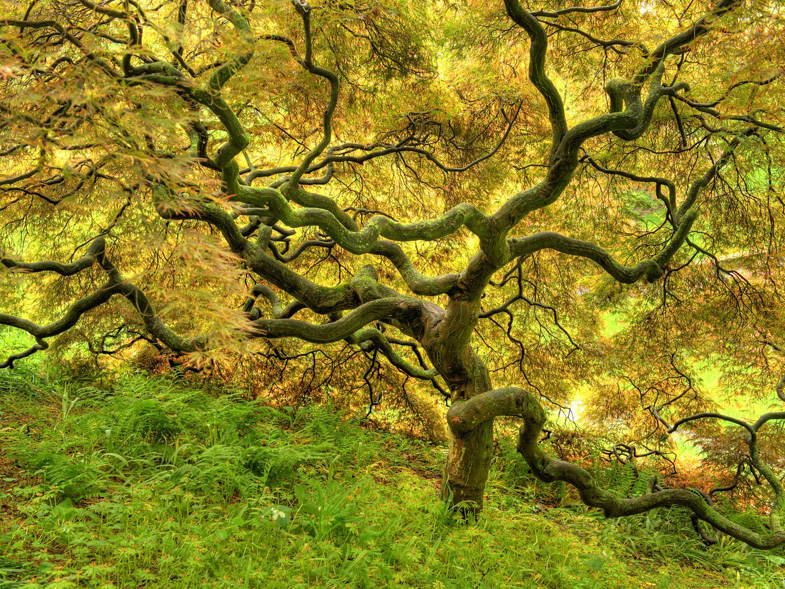 Amazing Tree Photography Wallpapers