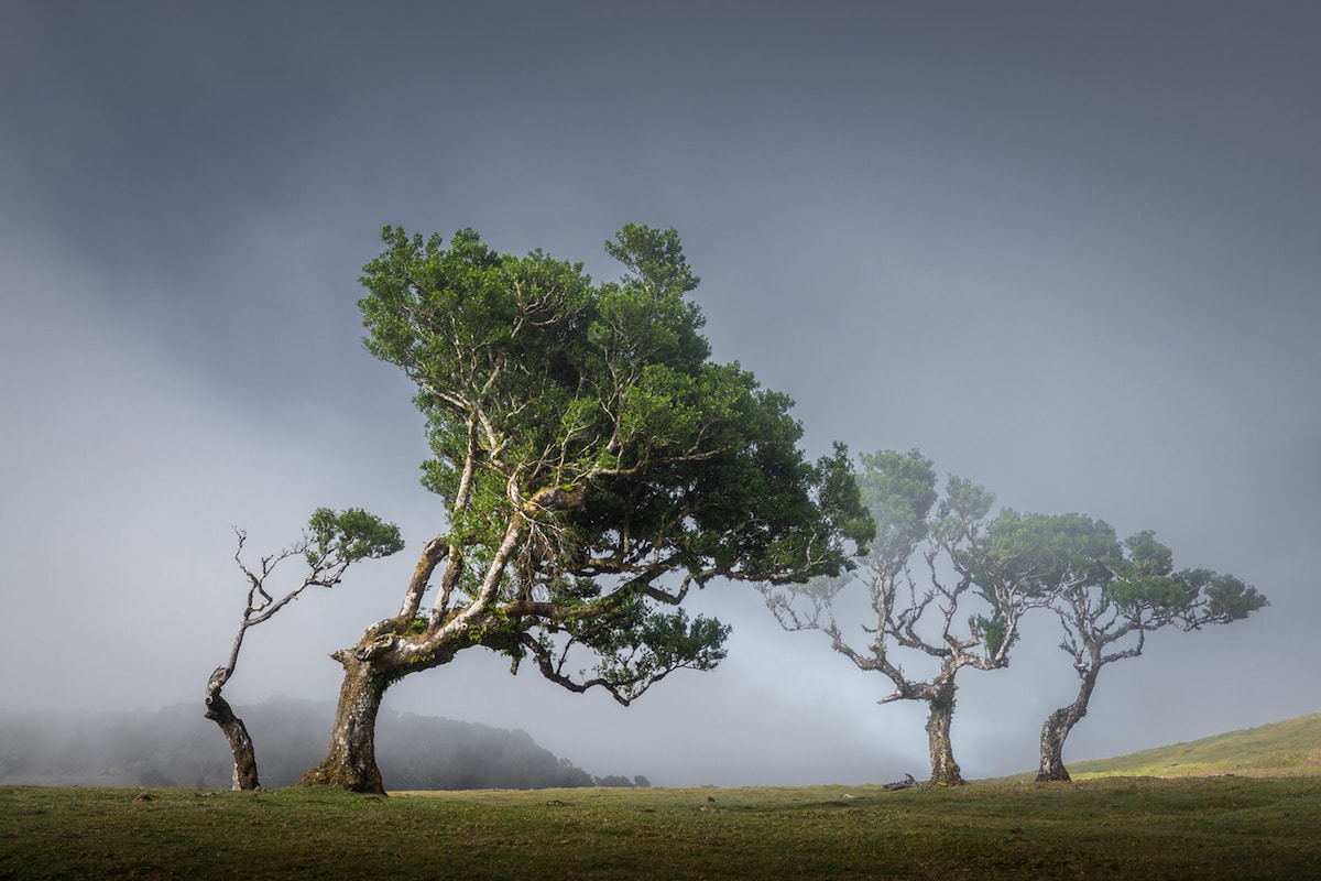 Amazing Tree Photography Wallpapers