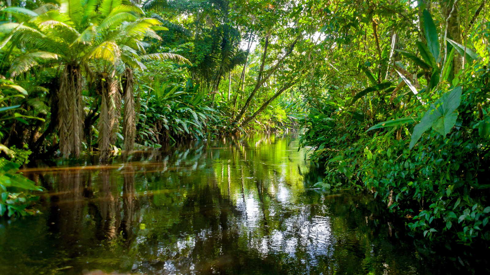 Amazon Rainforest Wallpapers