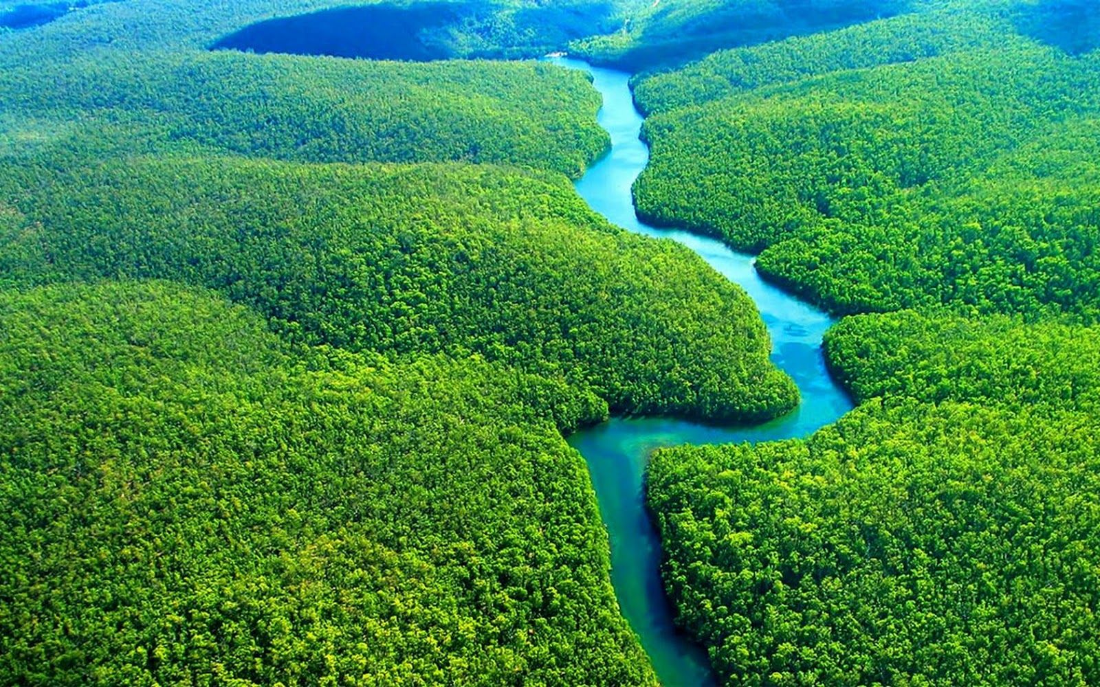 Amazon Rainforest Wallpapers