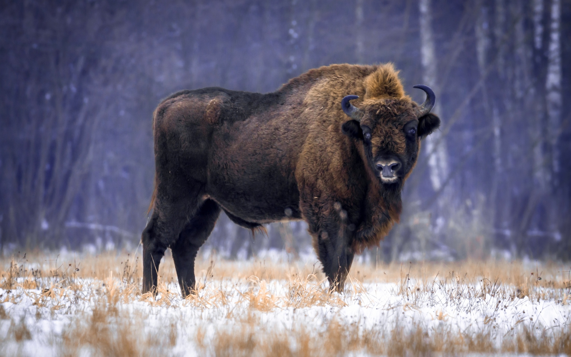 American Bison Wallpapers