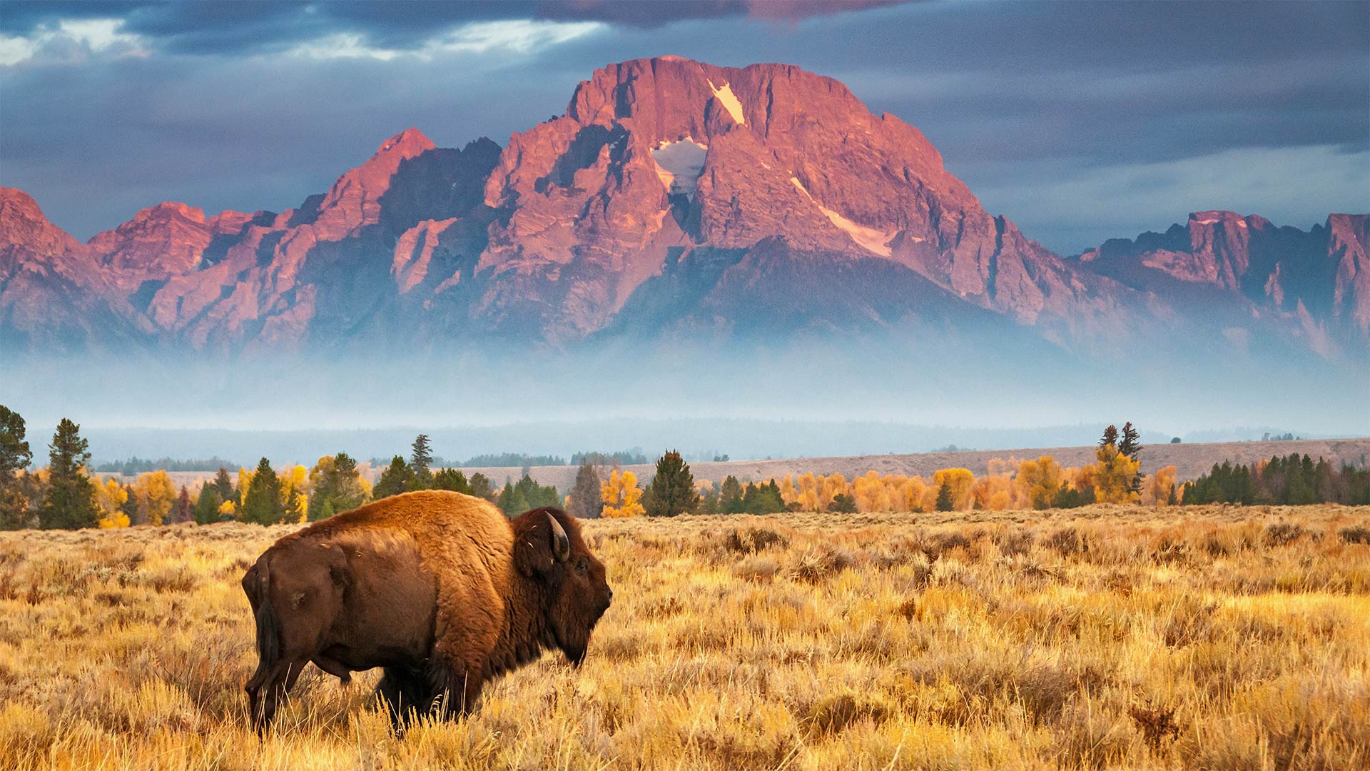 American Bison Wallpapers