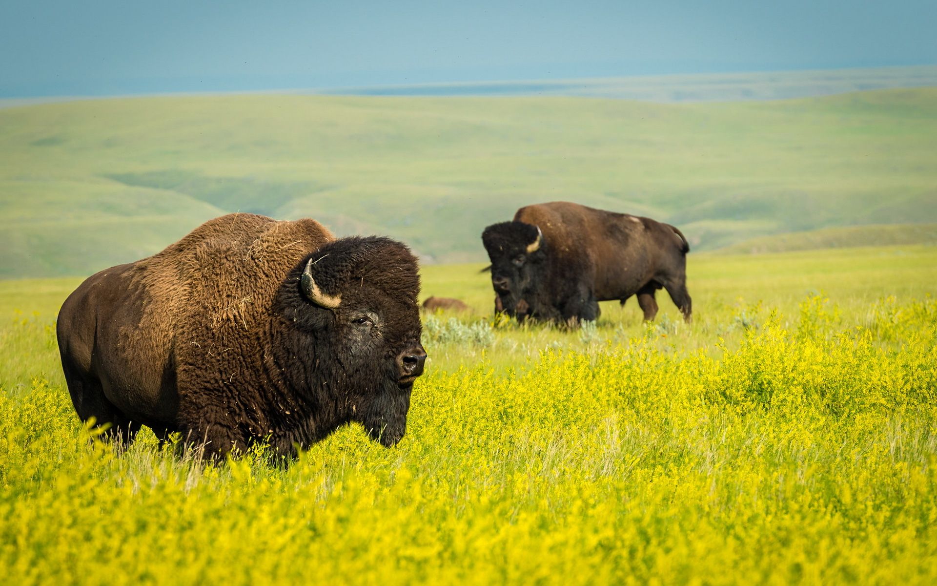 American Bison Wallpapers