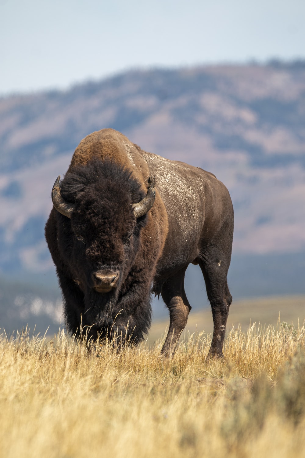 American Bison Wallpapers