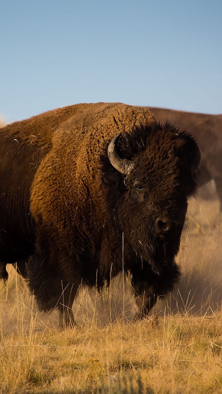 American Bison Wallpapers