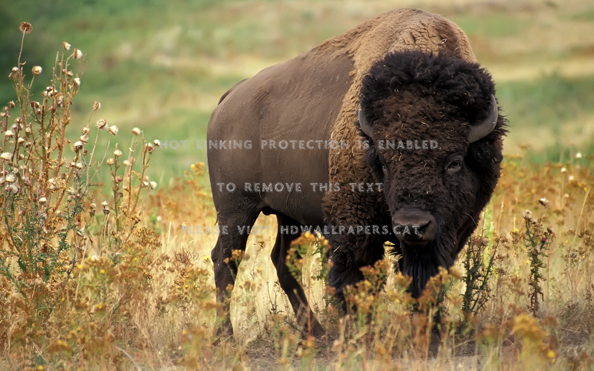 American Bison Wallpapers