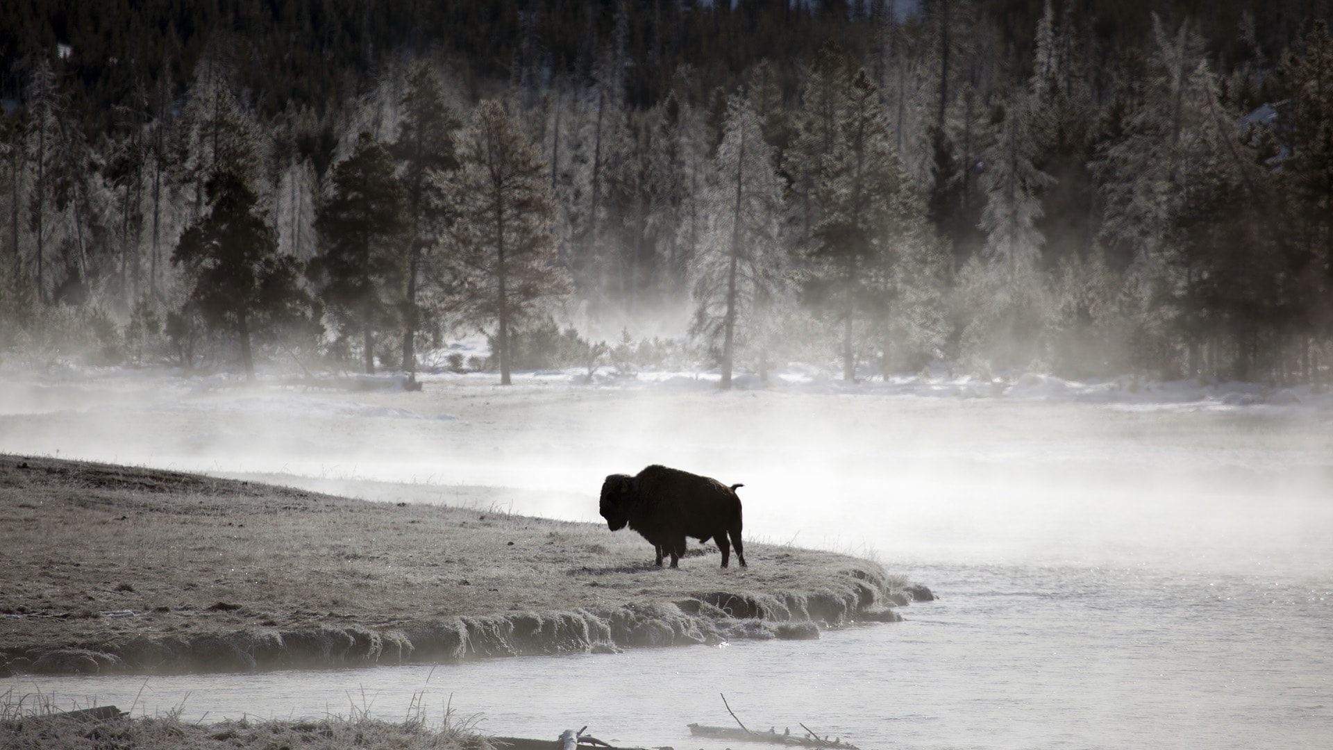 American Bison Wallpapers