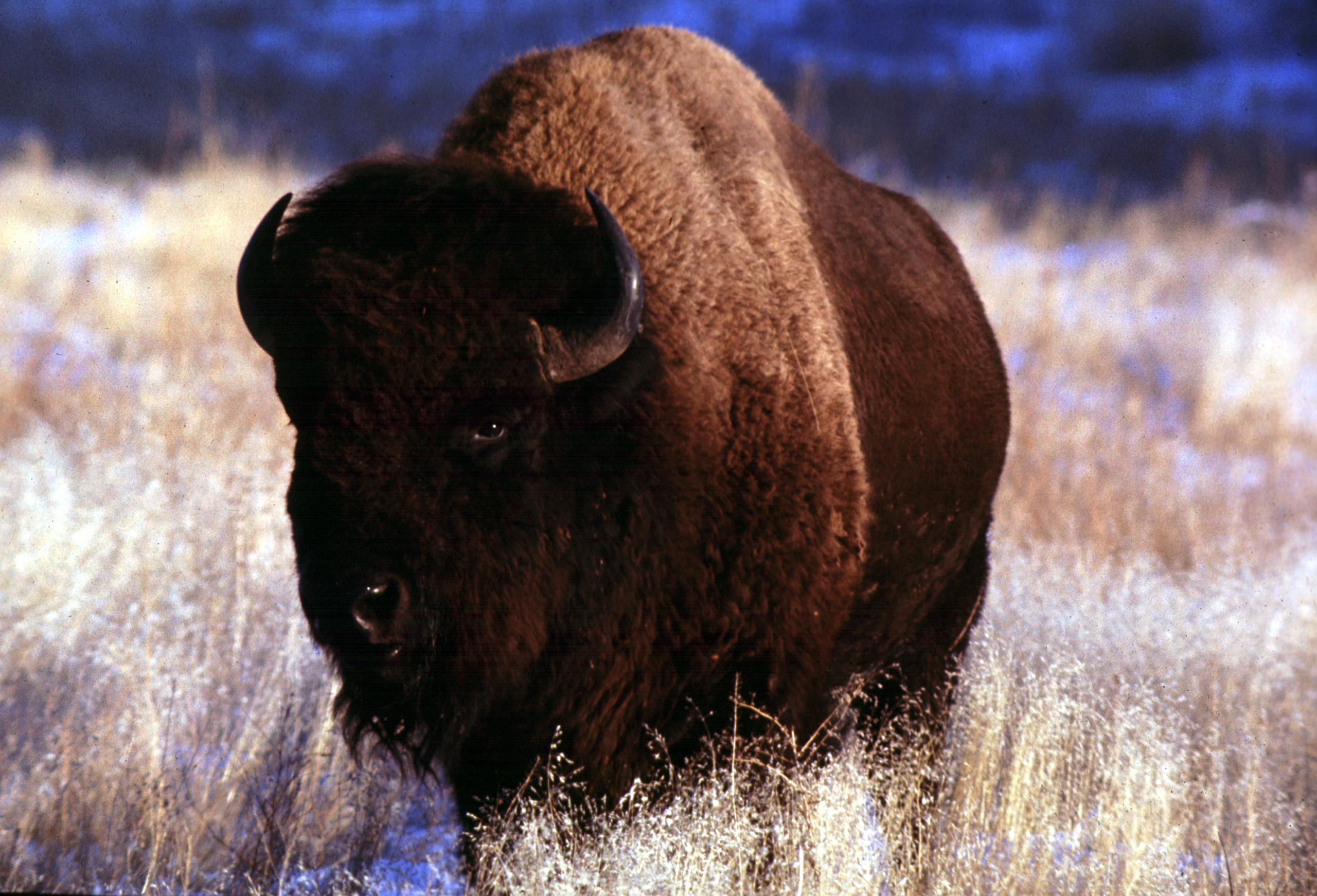 American Bison Wallpapers