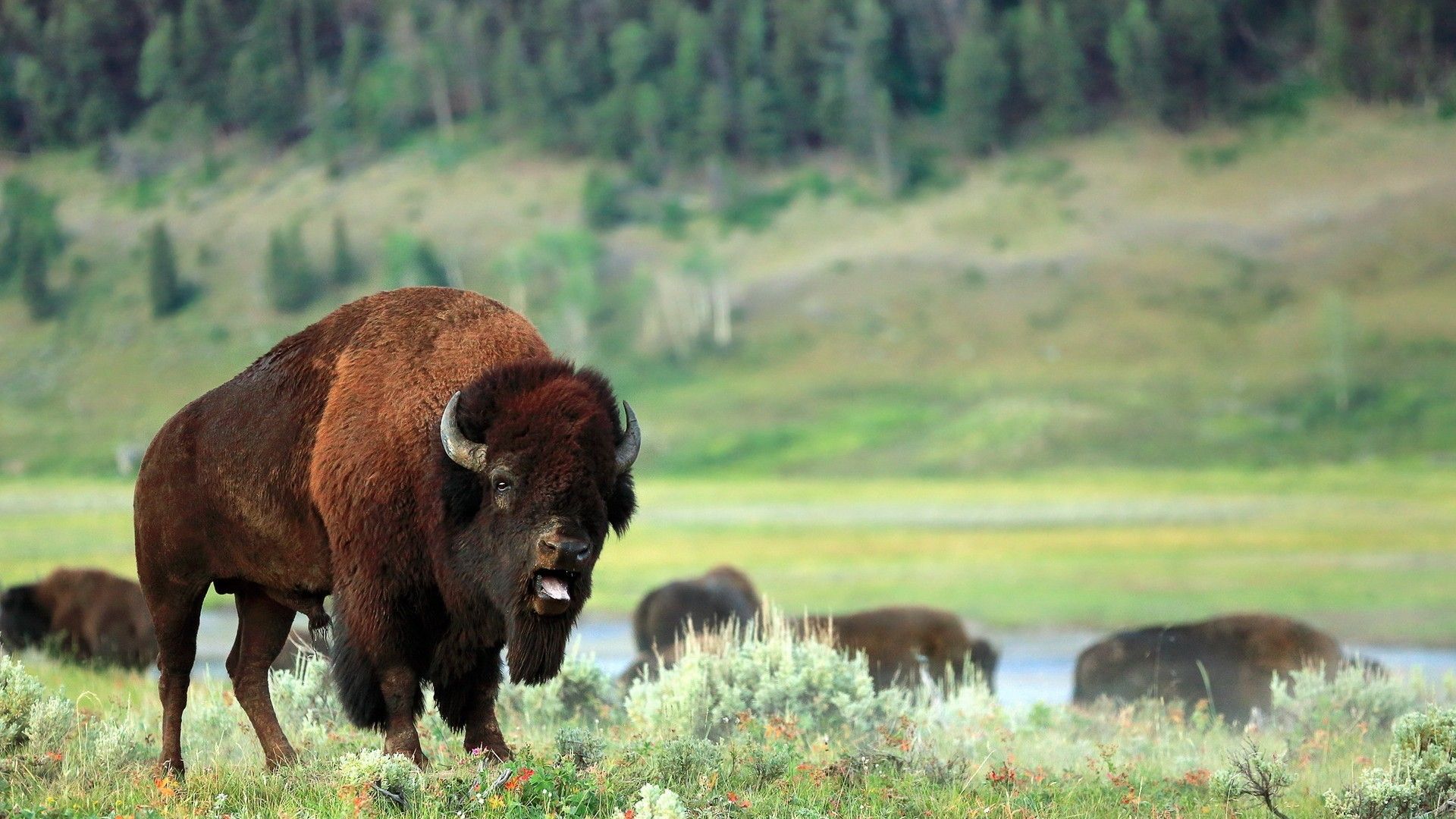 American Bison Wallpapers