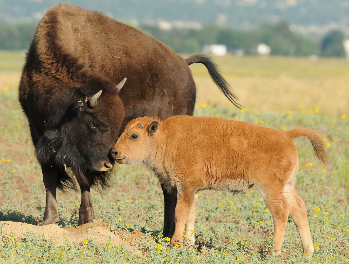 American Bison Wallpapers