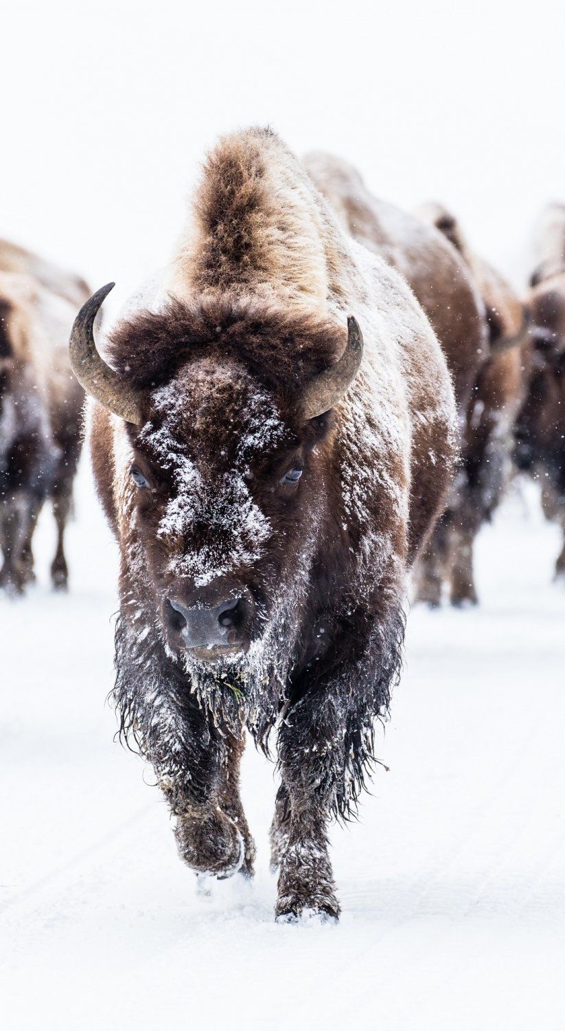 American Bison Wallpapers