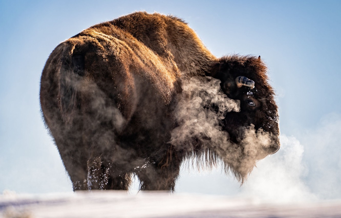 American Bison Wallpapers