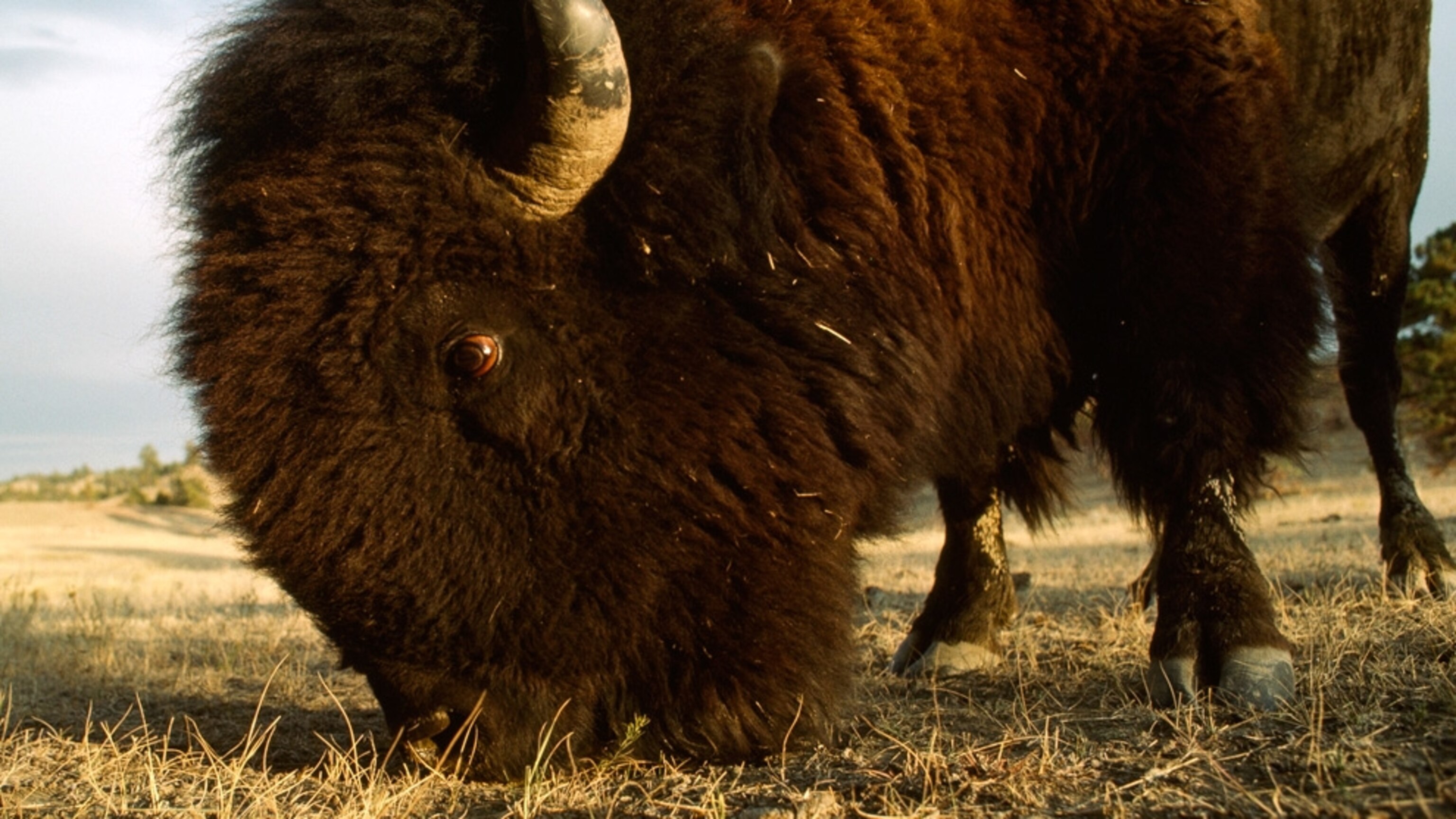 American Bison Wallpapers