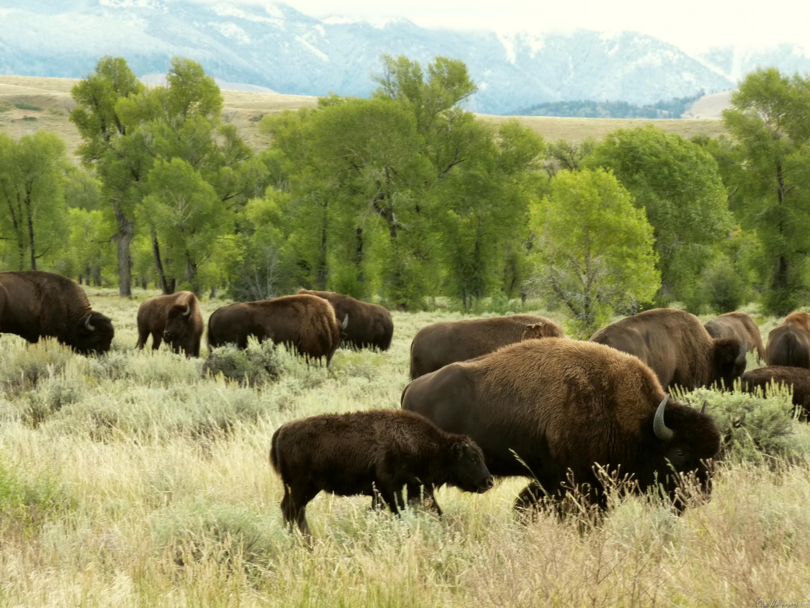 American Bison Wallpapers