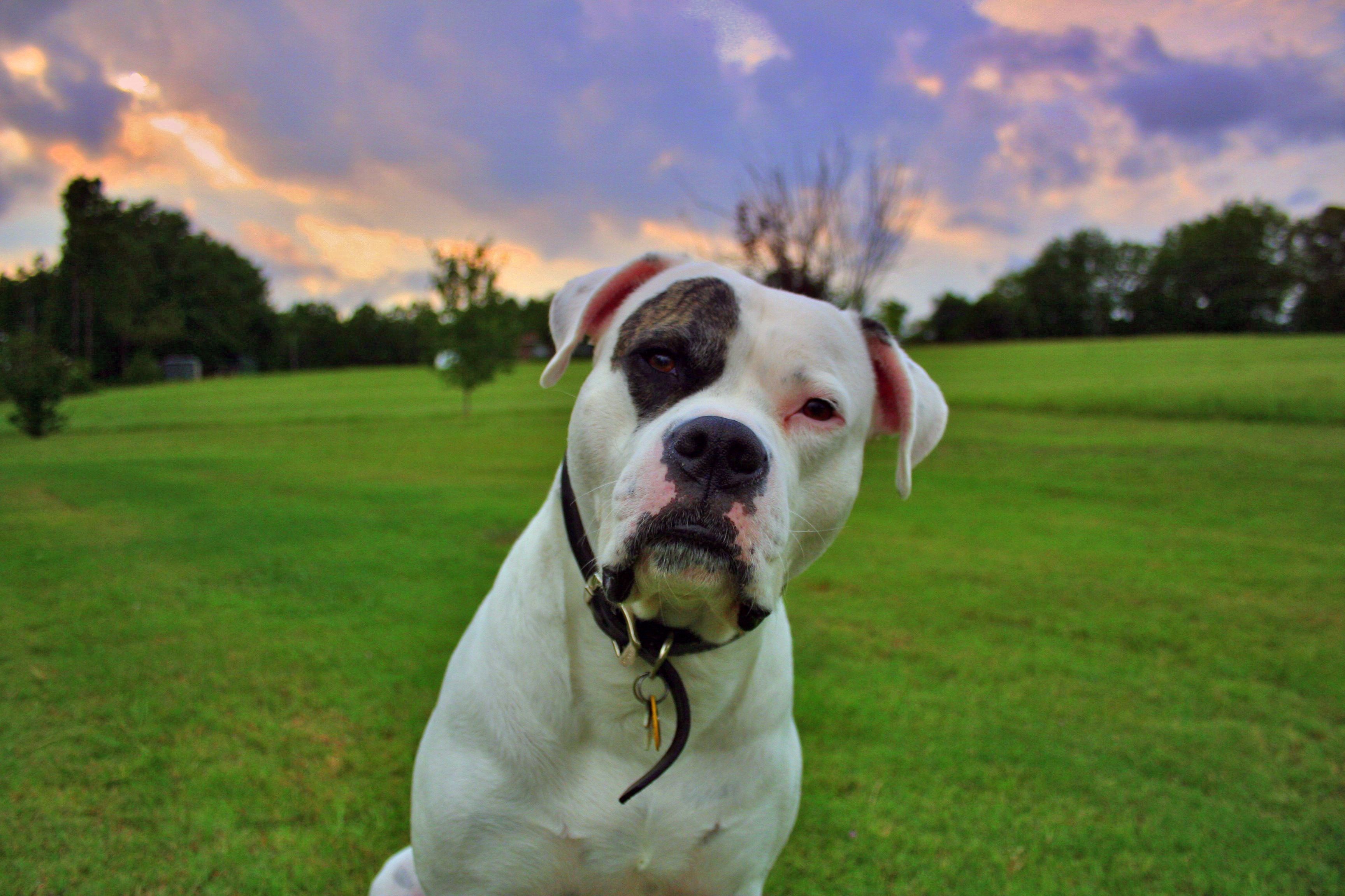 American Bulldog Wallpapers