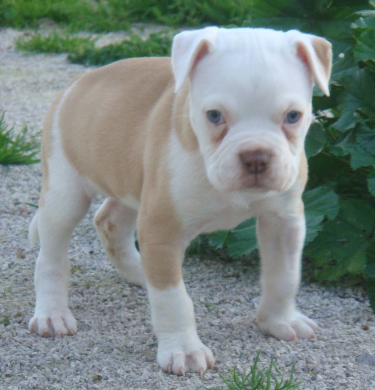 American Bulldog Wallpapers