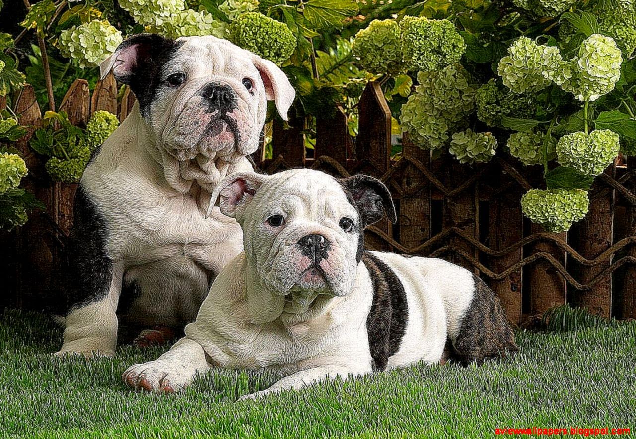 American Bulldog Wallpapers