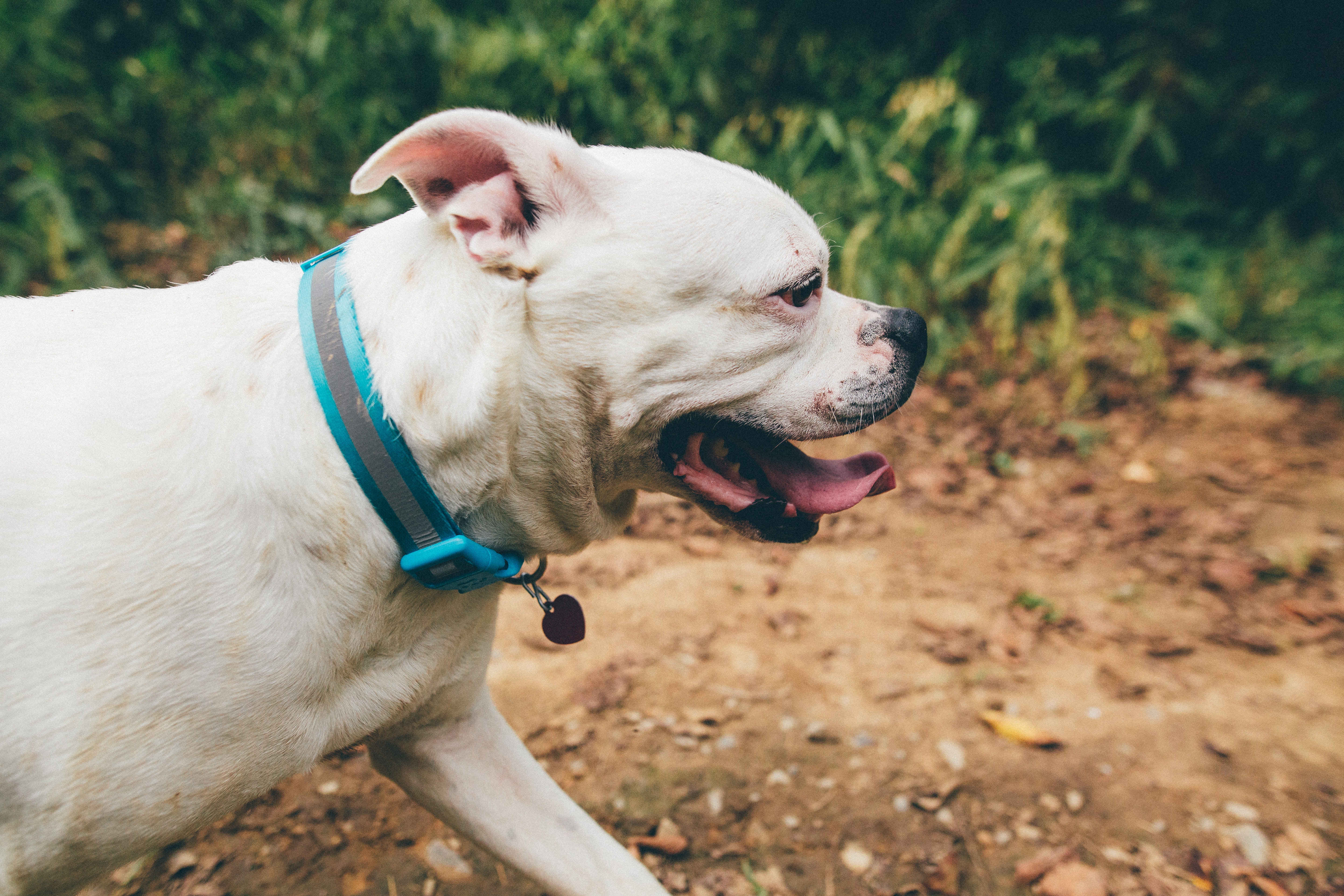 American Bulldog Wallpapers