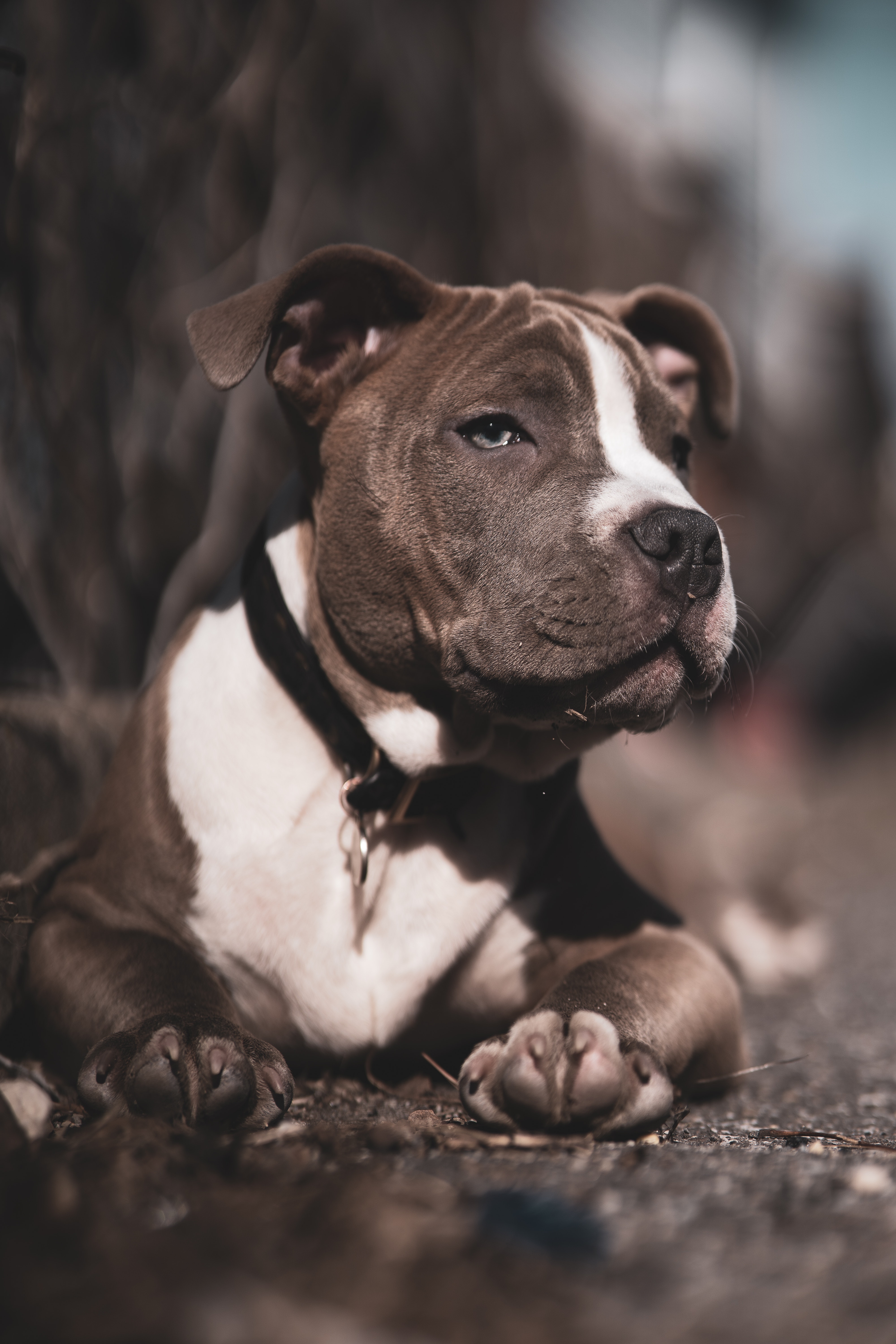 American Bully Wallpapers