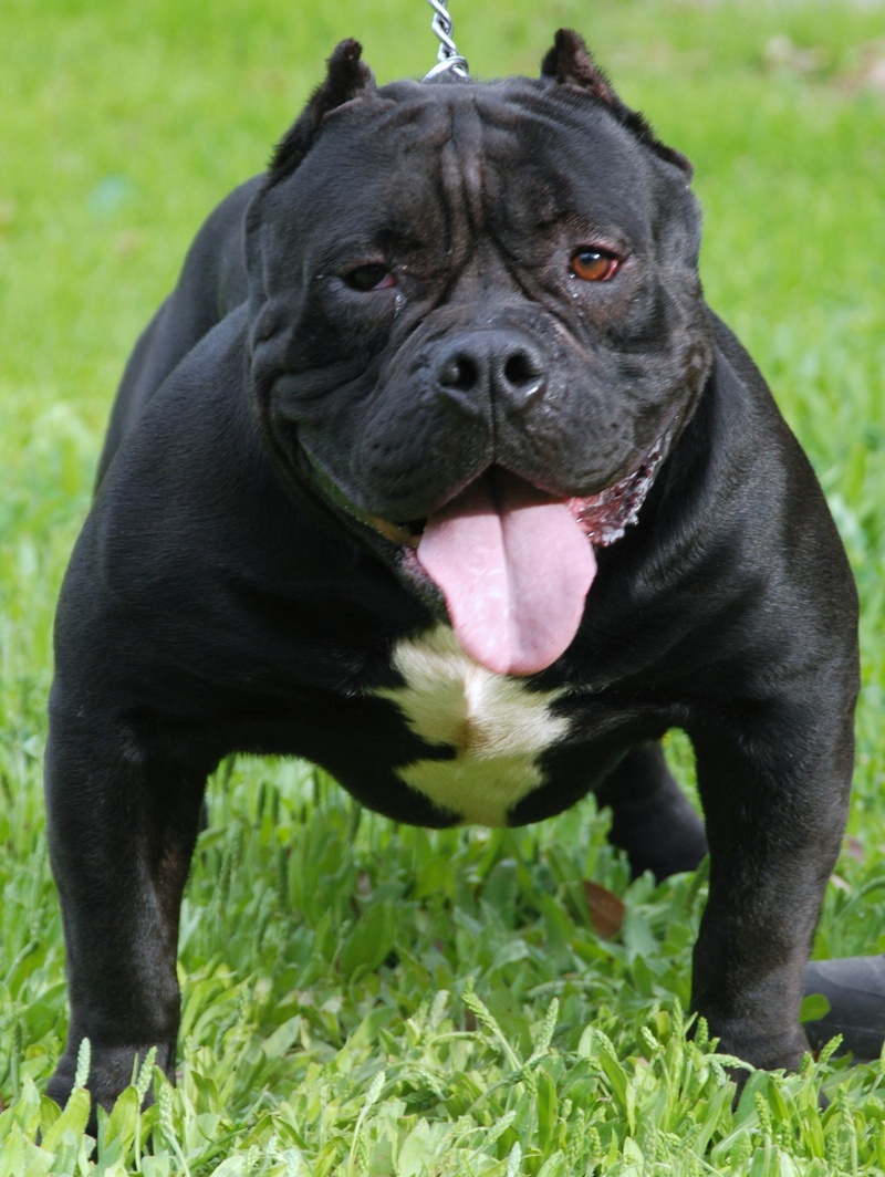 American Bully Wallpapers