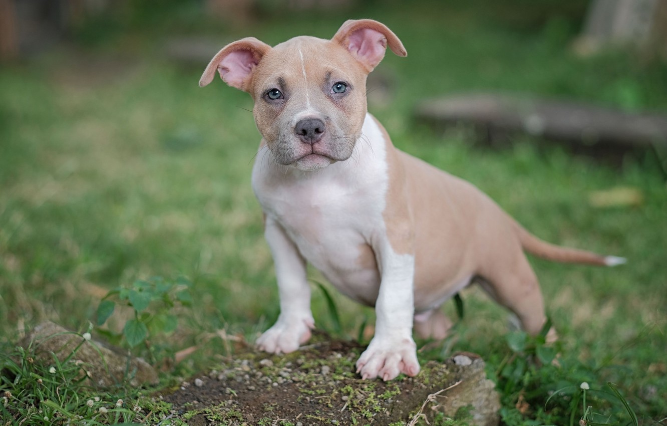 American Bully Wallpapers