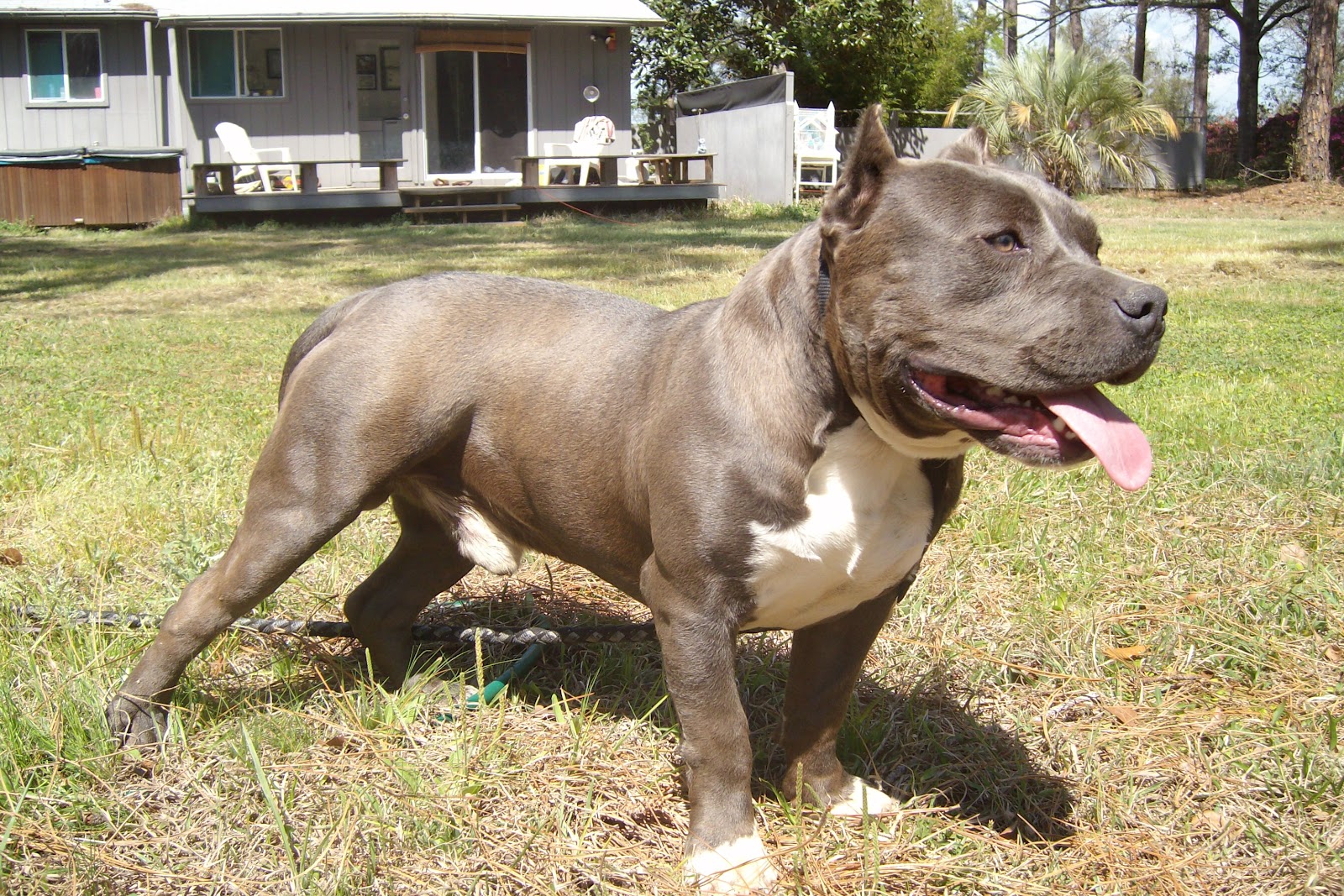 American Bully Wallpapers