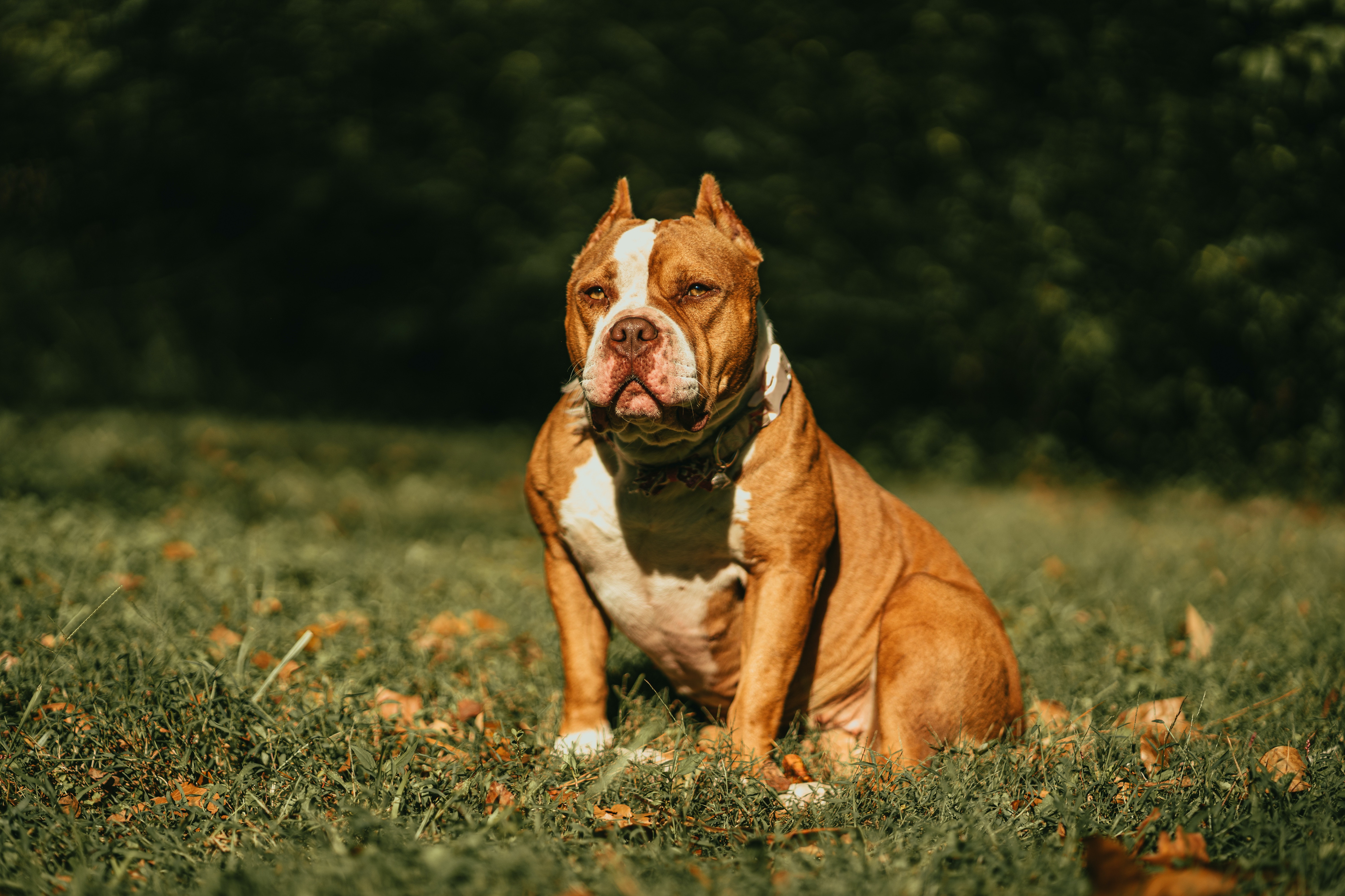 American Bully Wallpapers