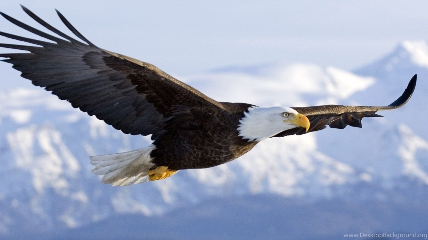 American Eagle Hd Wallpapers