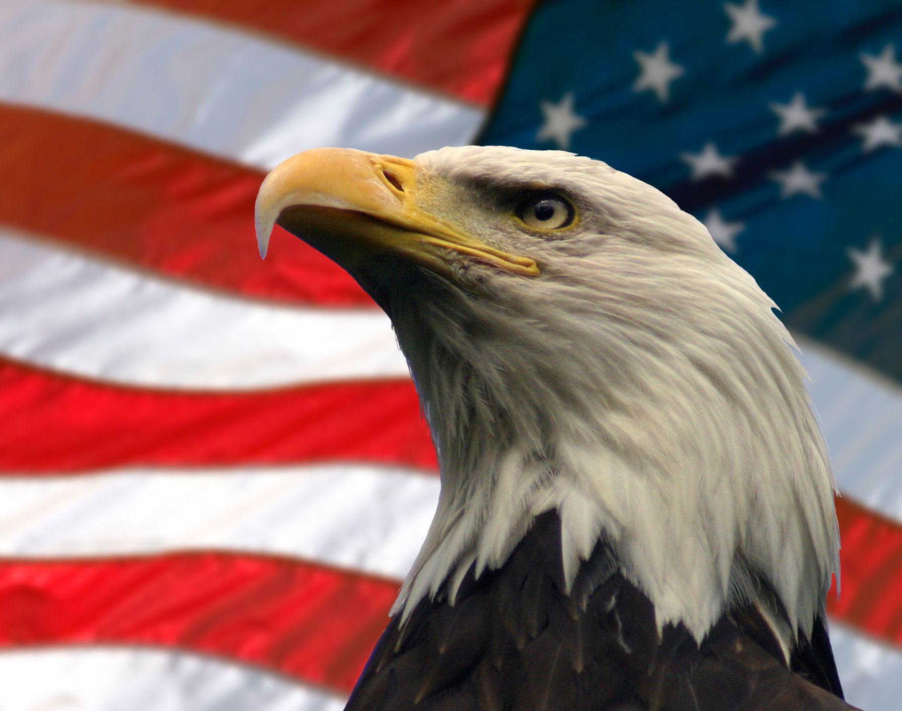 American Eagle Hd Wallpapers