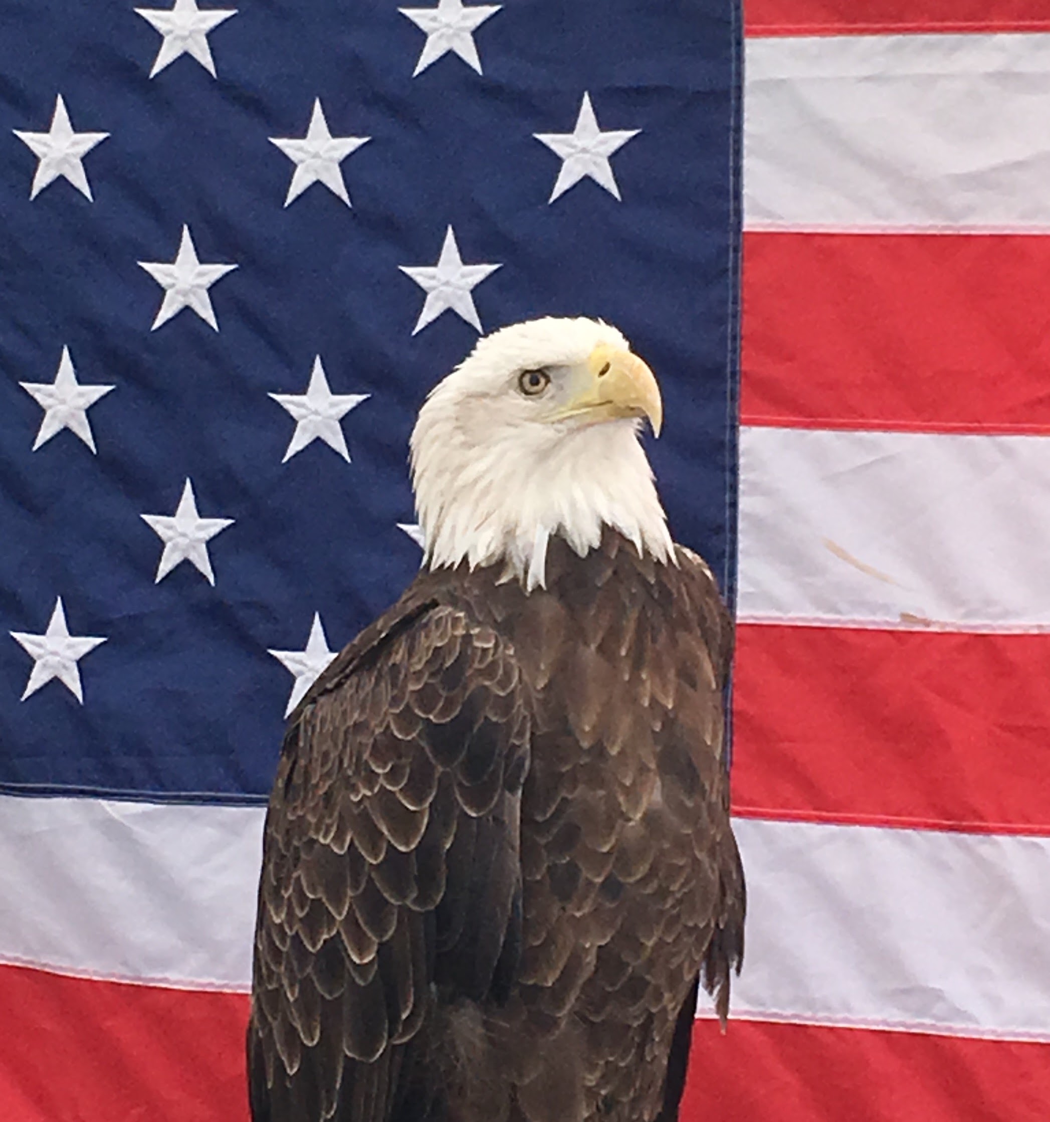 American Flag And Eagle Background